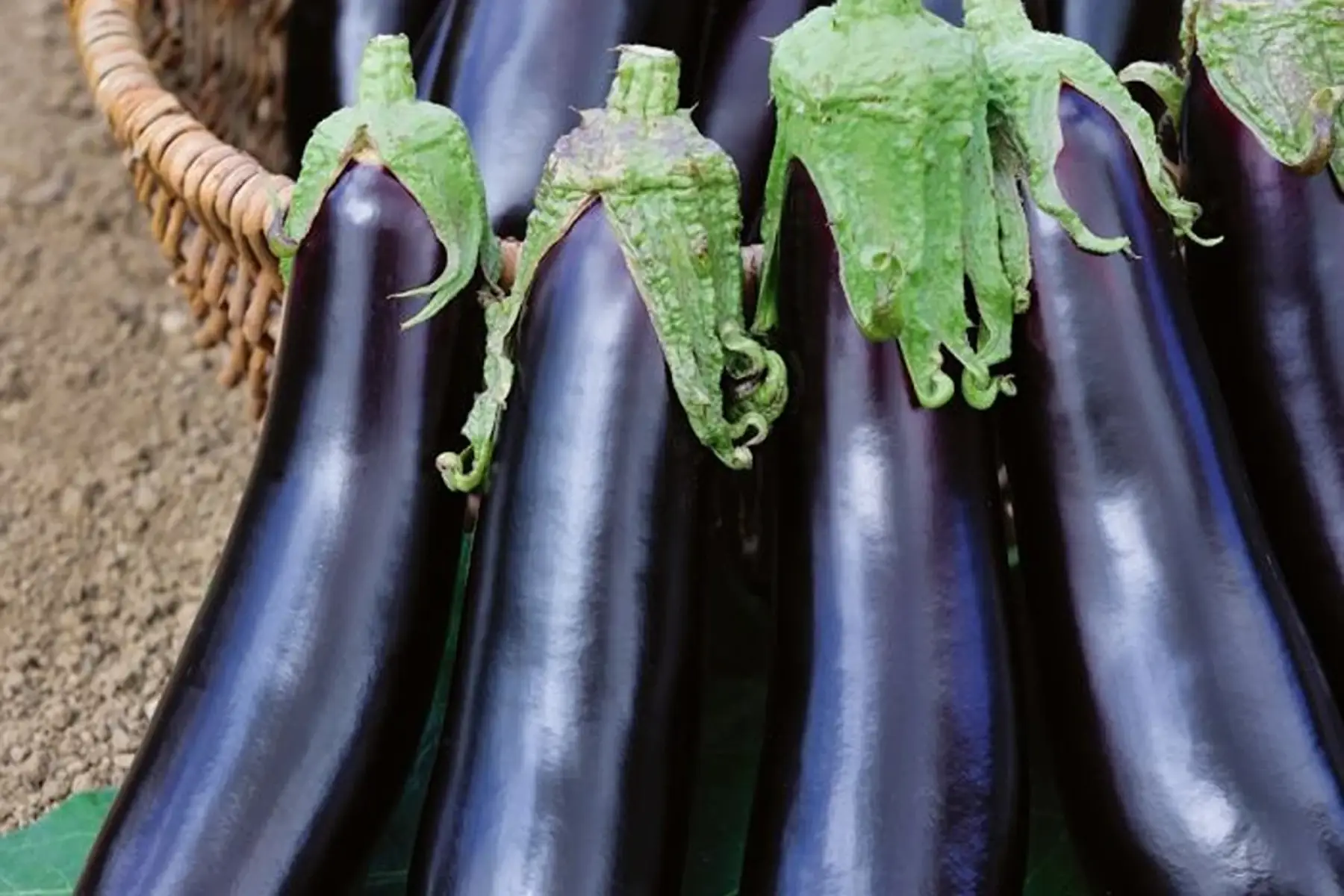 Plant d'aubergine BIO - Melonga