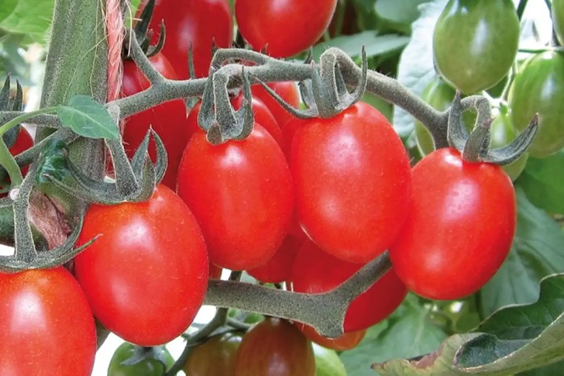 plant de tomate cerise BIO - Apero