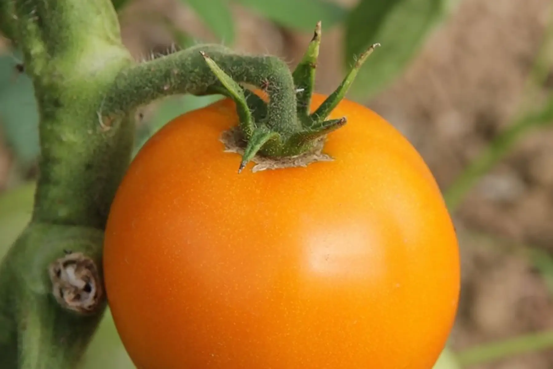 plant de tomate BIO - Leeloo