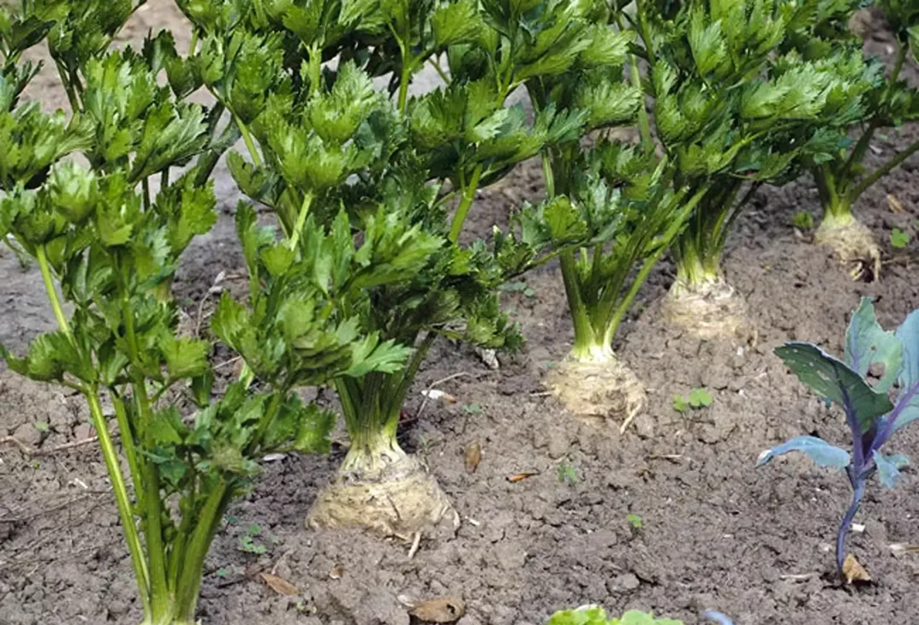 plants de céleri rave - les 8