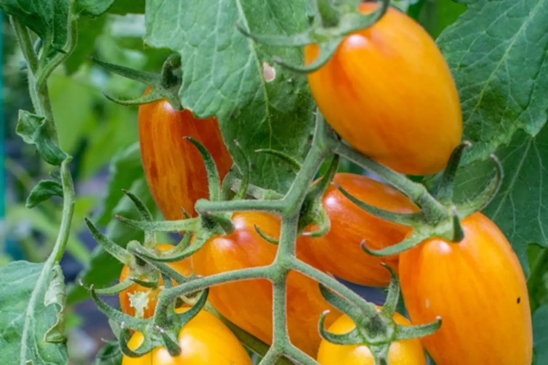 plant de tomate cerise BIO - Blush