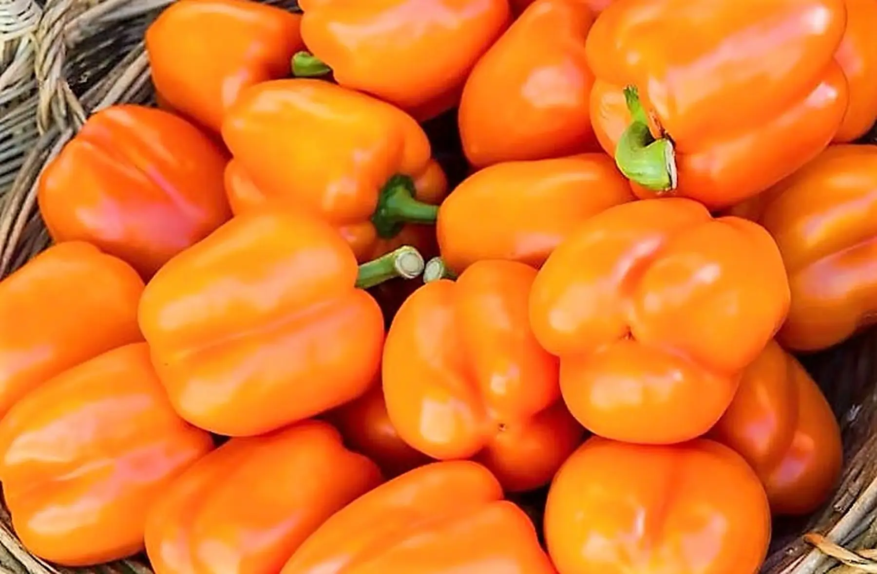 Plant de poivron orange BIO - California Wonder