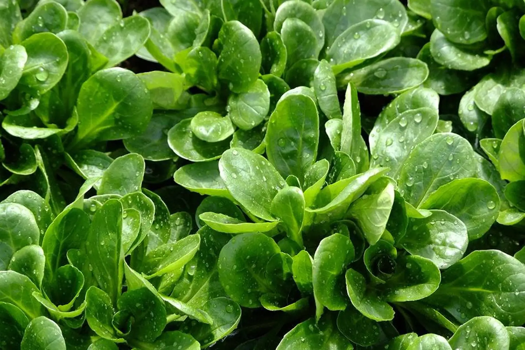 mâche - sachet de 100g