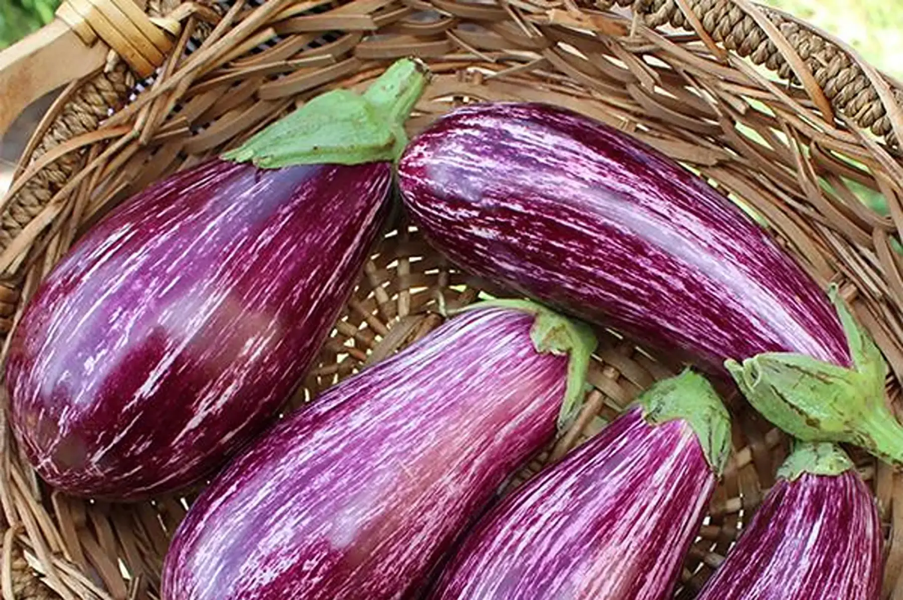 aubergine tigrée