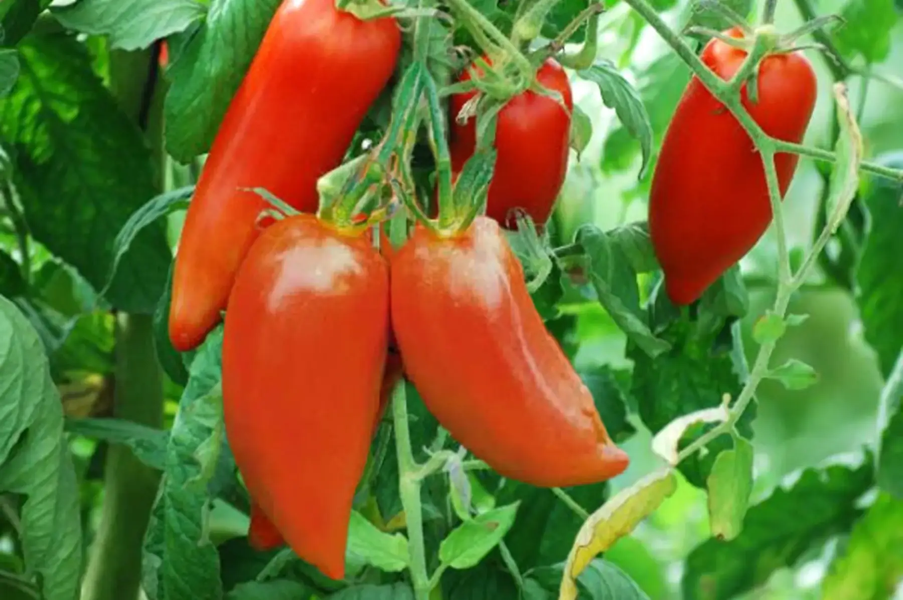 plant de tomate BIO - Bellandine