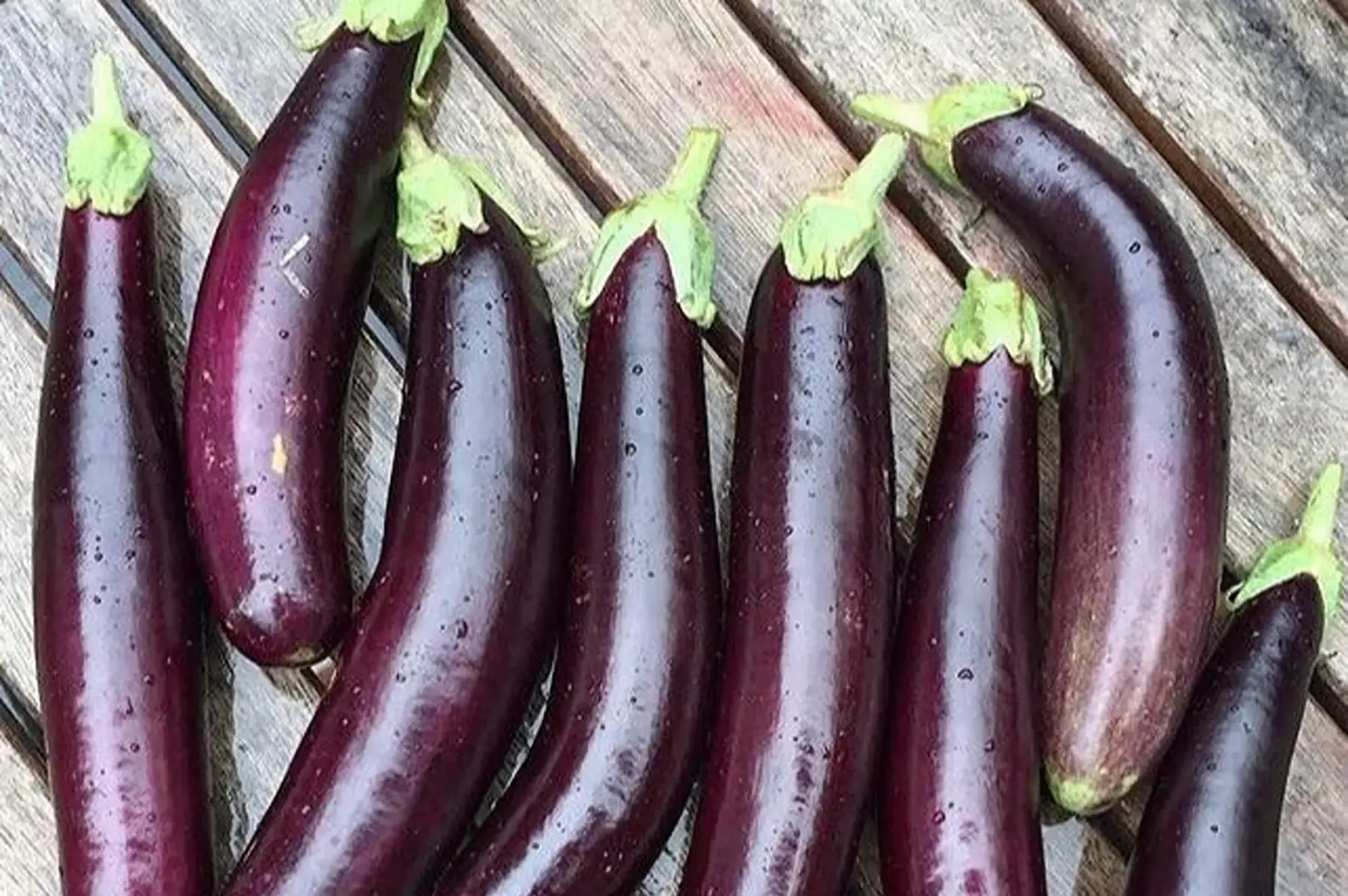 Plant d'aubergine BIO - Little Finger