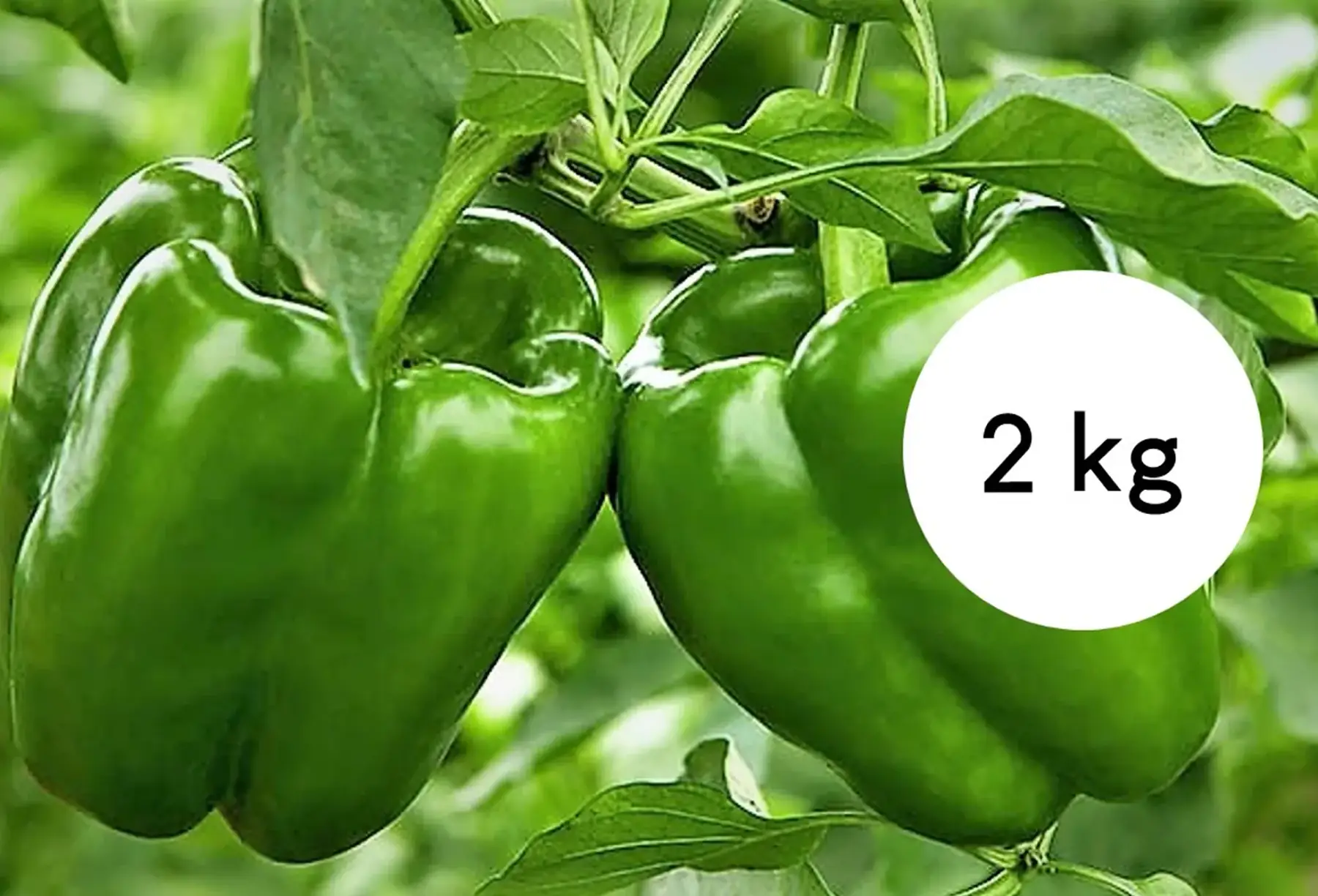 poivron vert - lot de 2 kg
