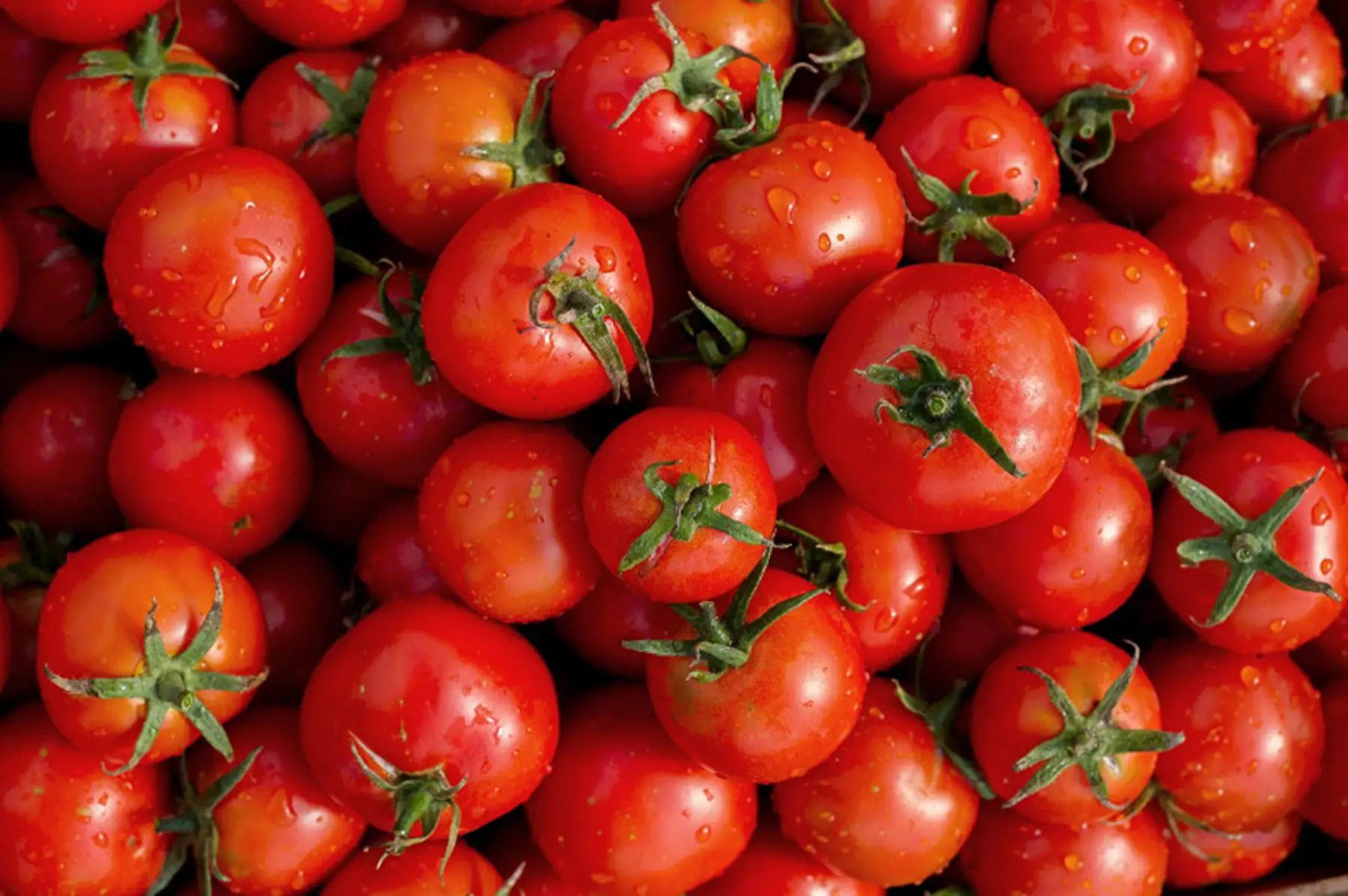 tomate ronde rouge