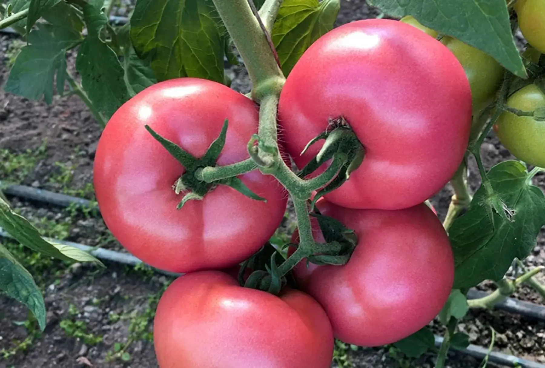 plant de tomate BIO - Honey moon