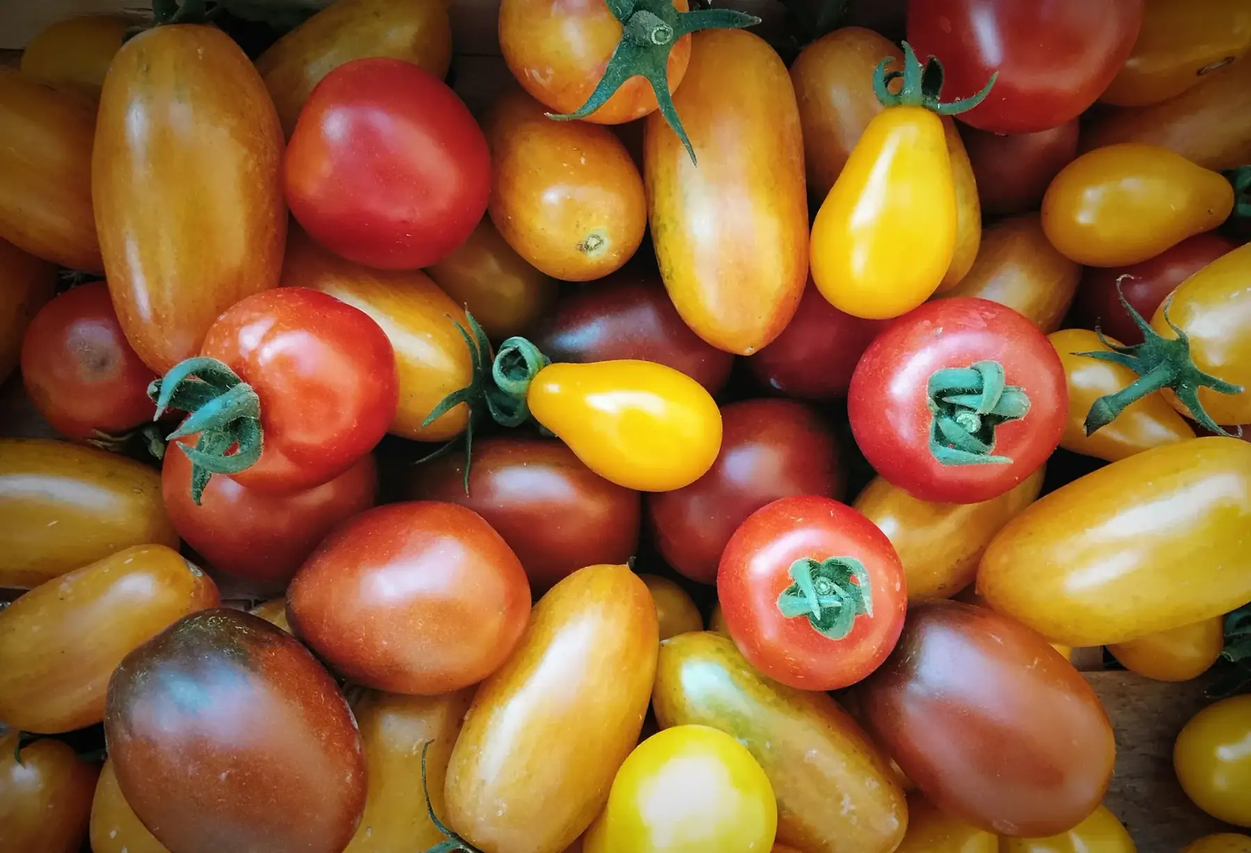 tomate cerise - mélange