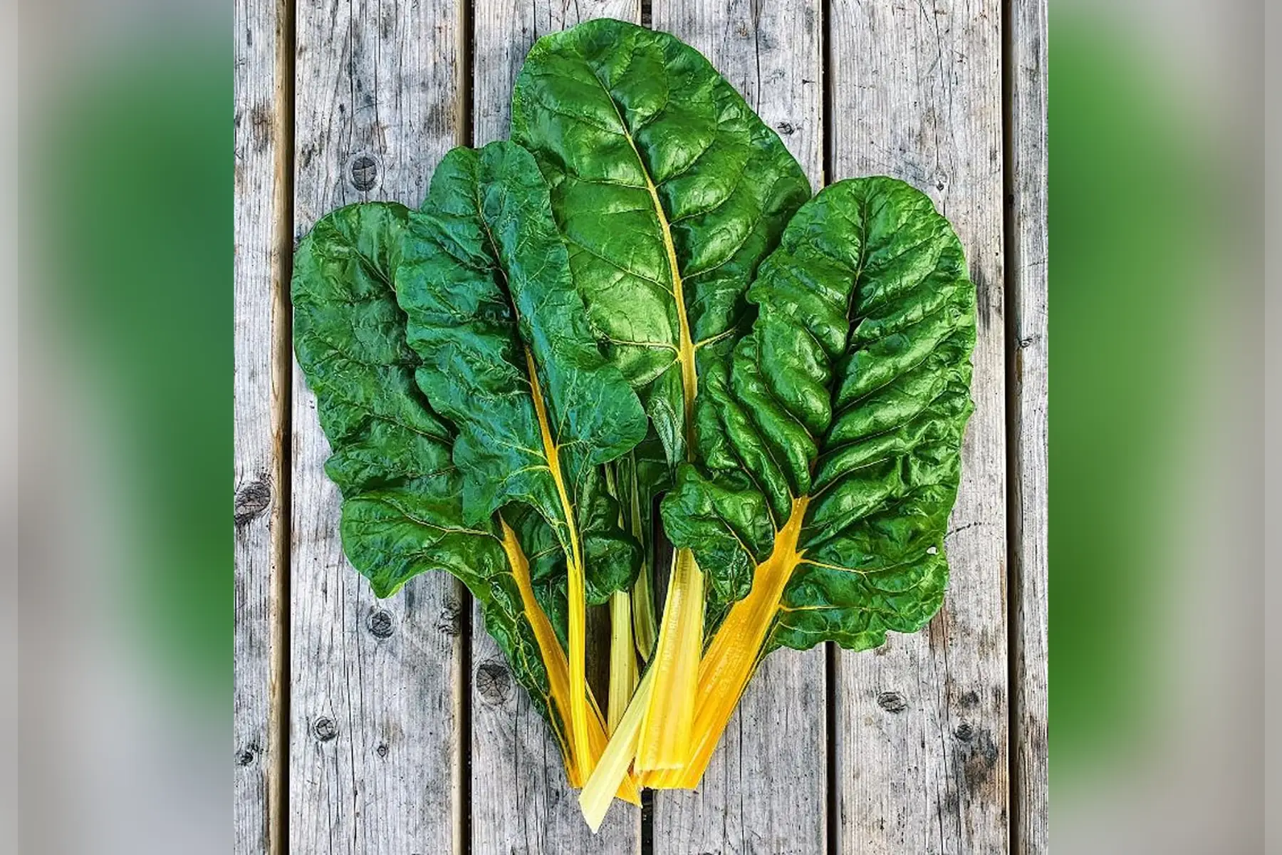 Blettes à cardes jaunes - botte