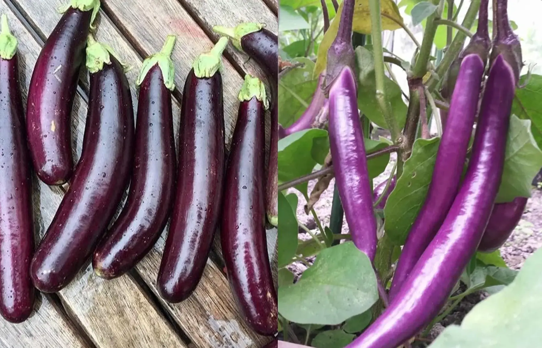 Aubergine japonaise - mélange