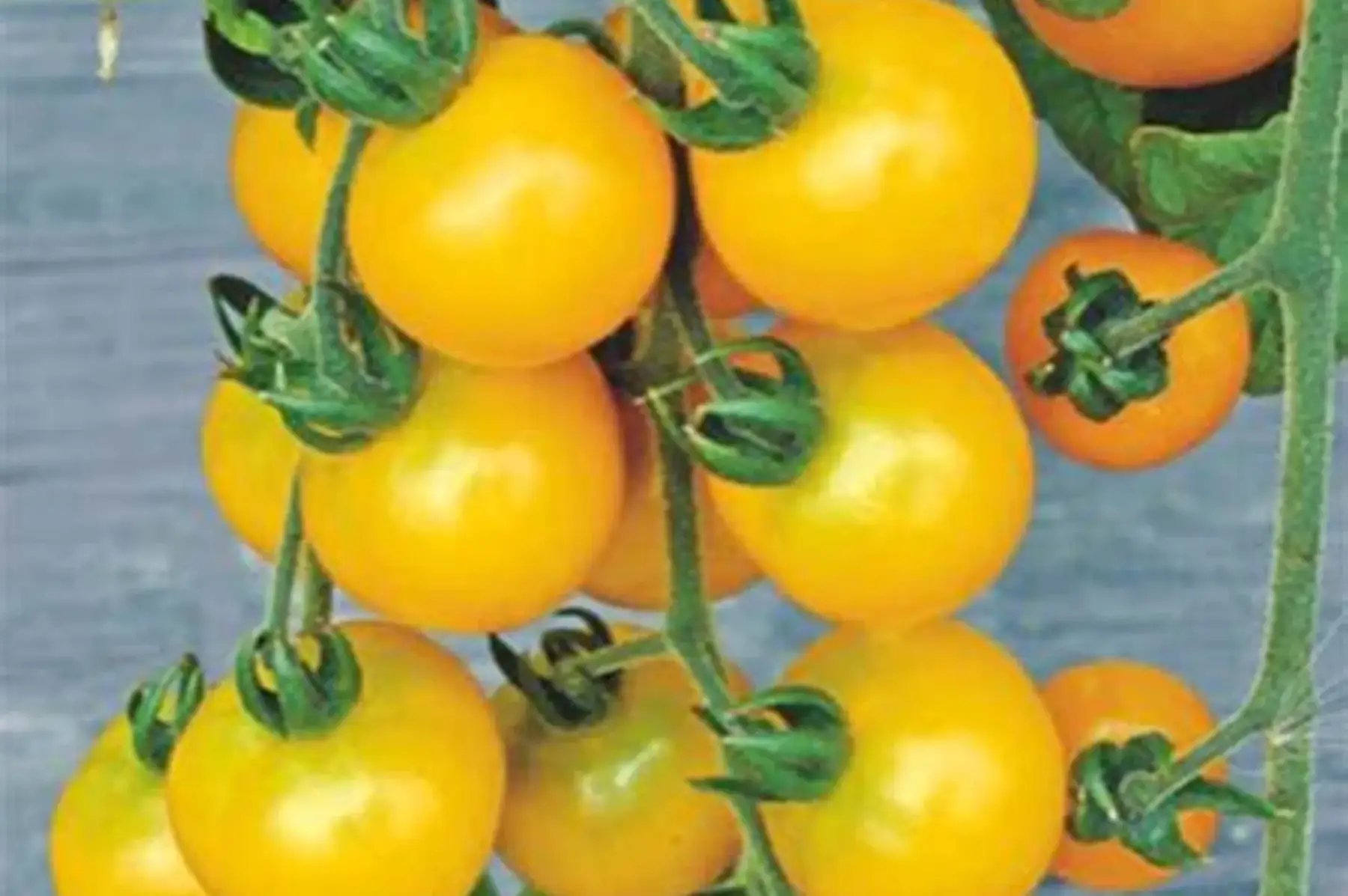 plant de tomate cerise BIO- Suncitron