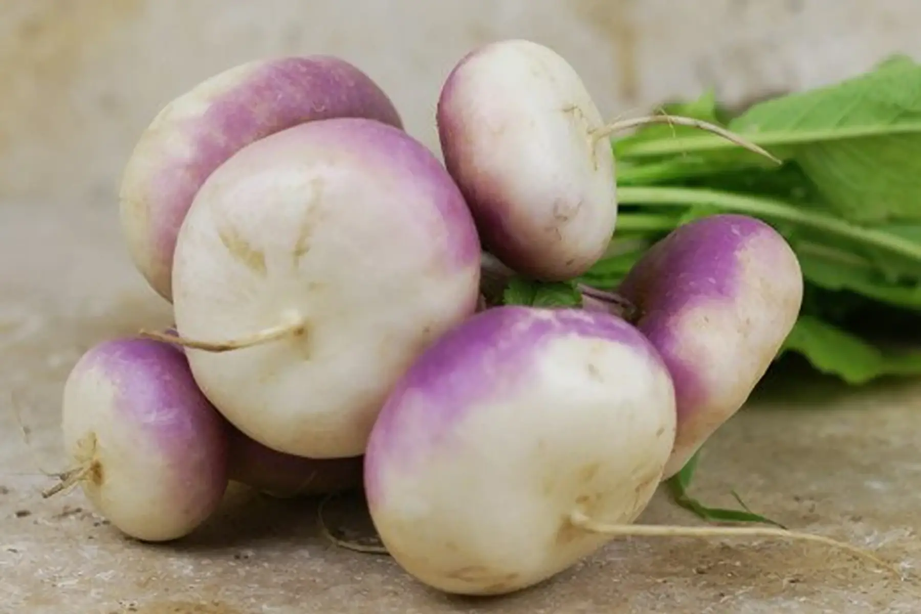 navet nouveau - botte