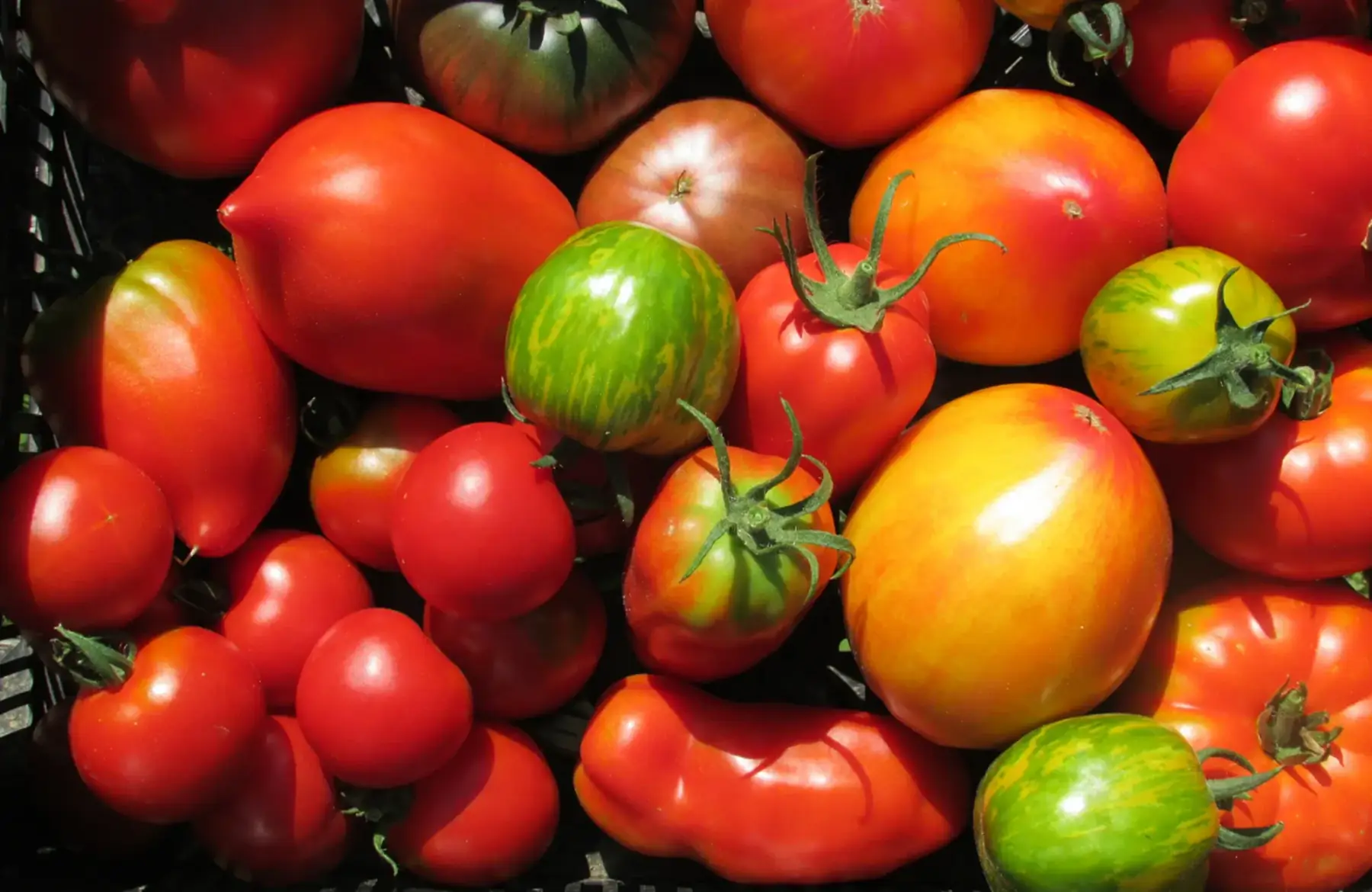 tomate ancienne - mélange