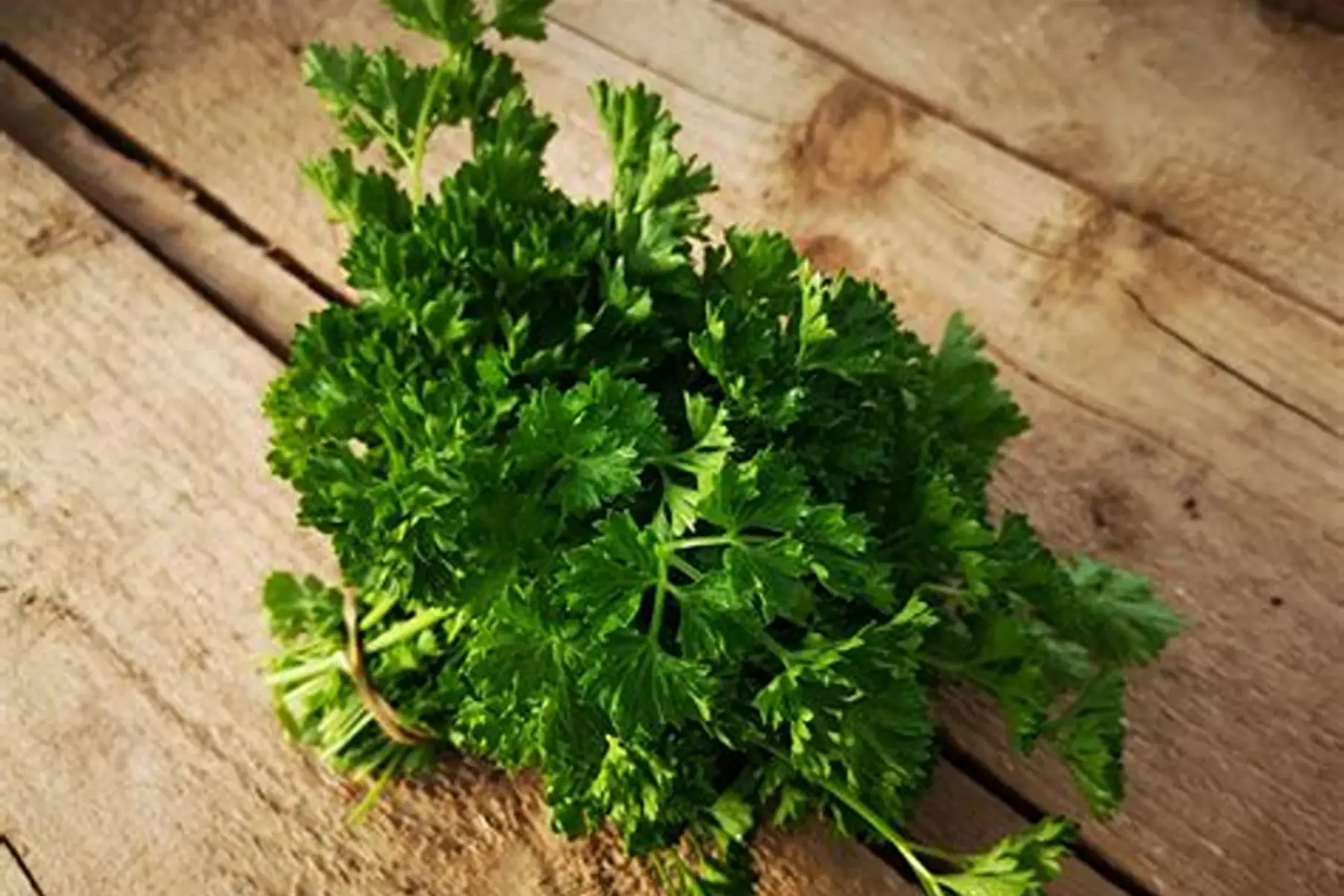 Persil frisé - bouquet