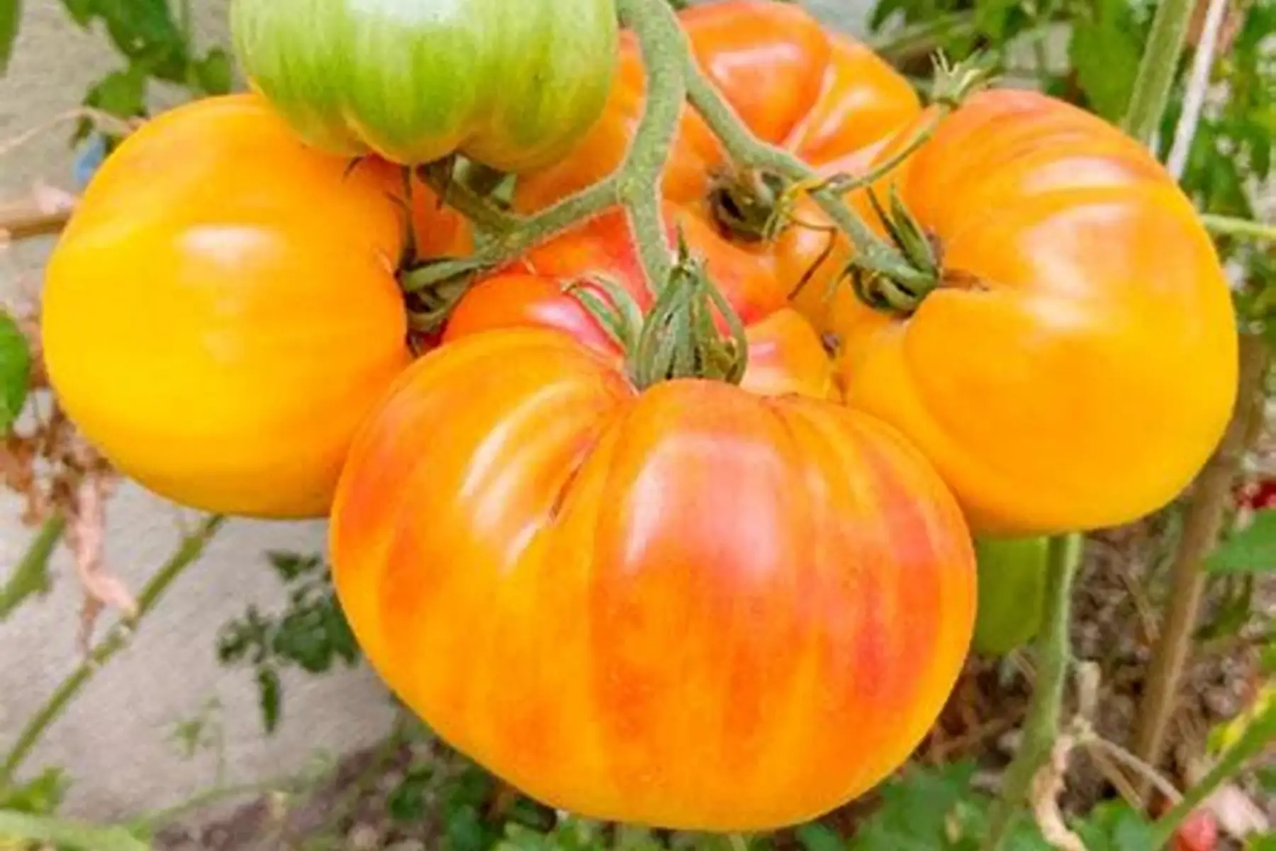 Plant de tomate BIO - Gourmansun