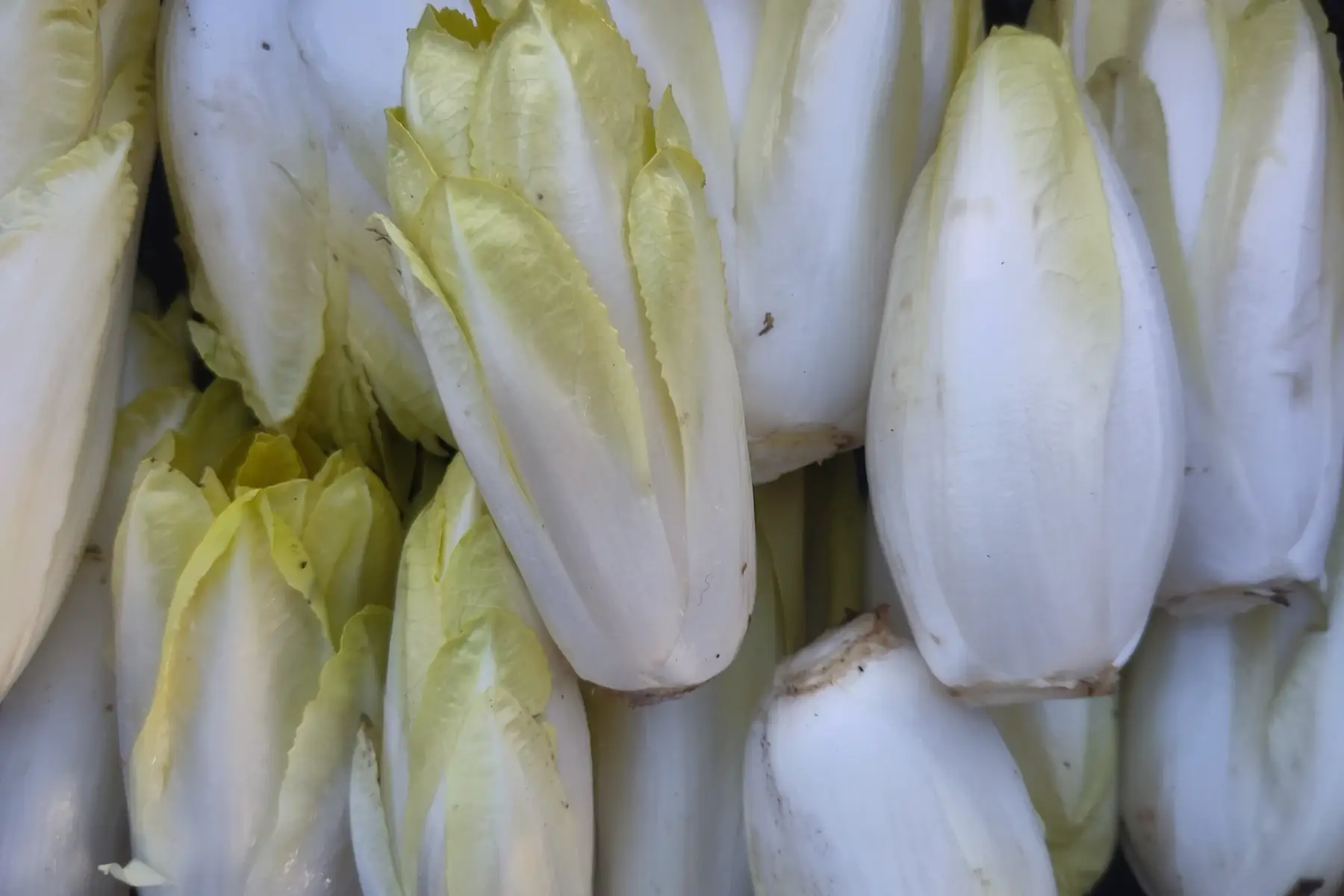 endives