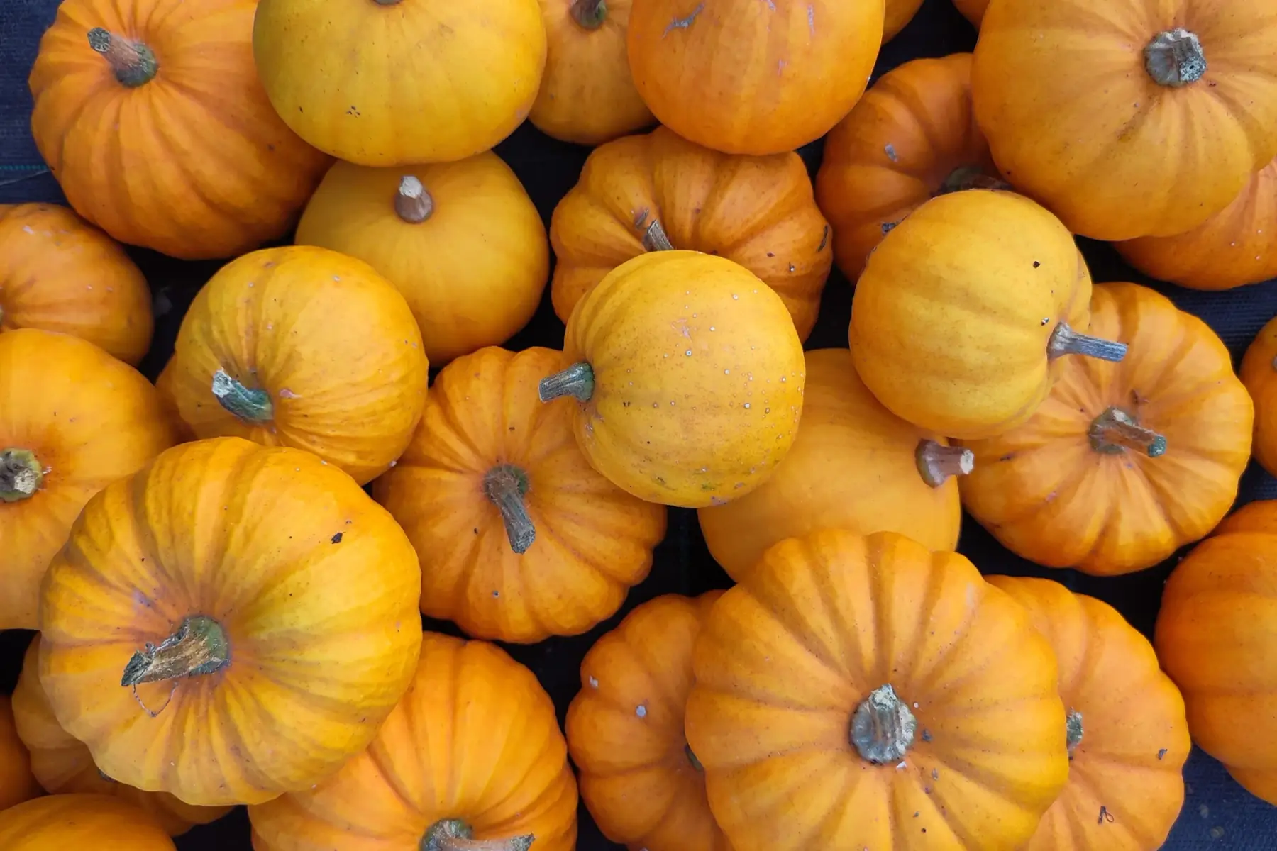 courge jack be little