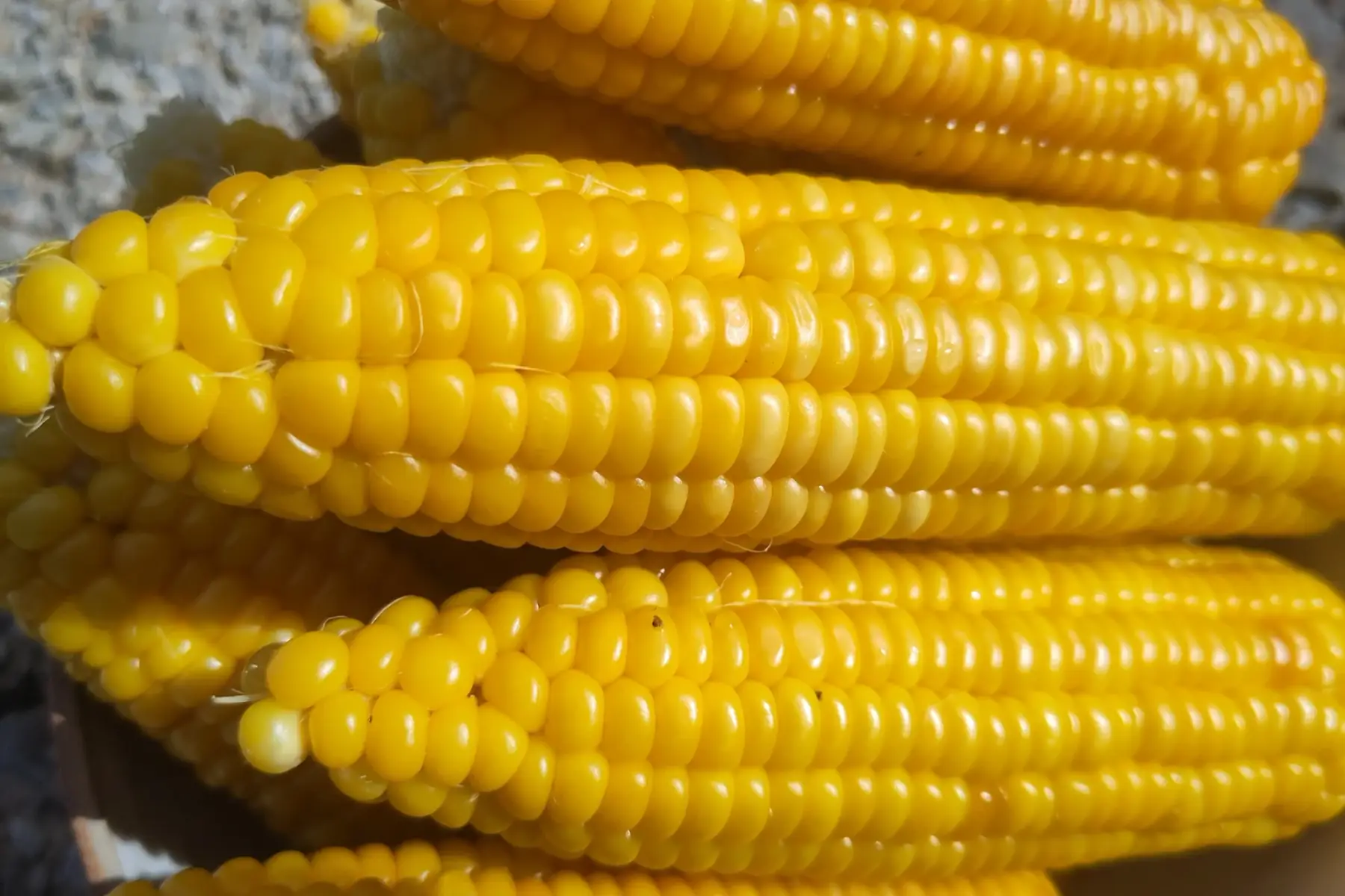 maïs doux cuit - 2 petits pour 1