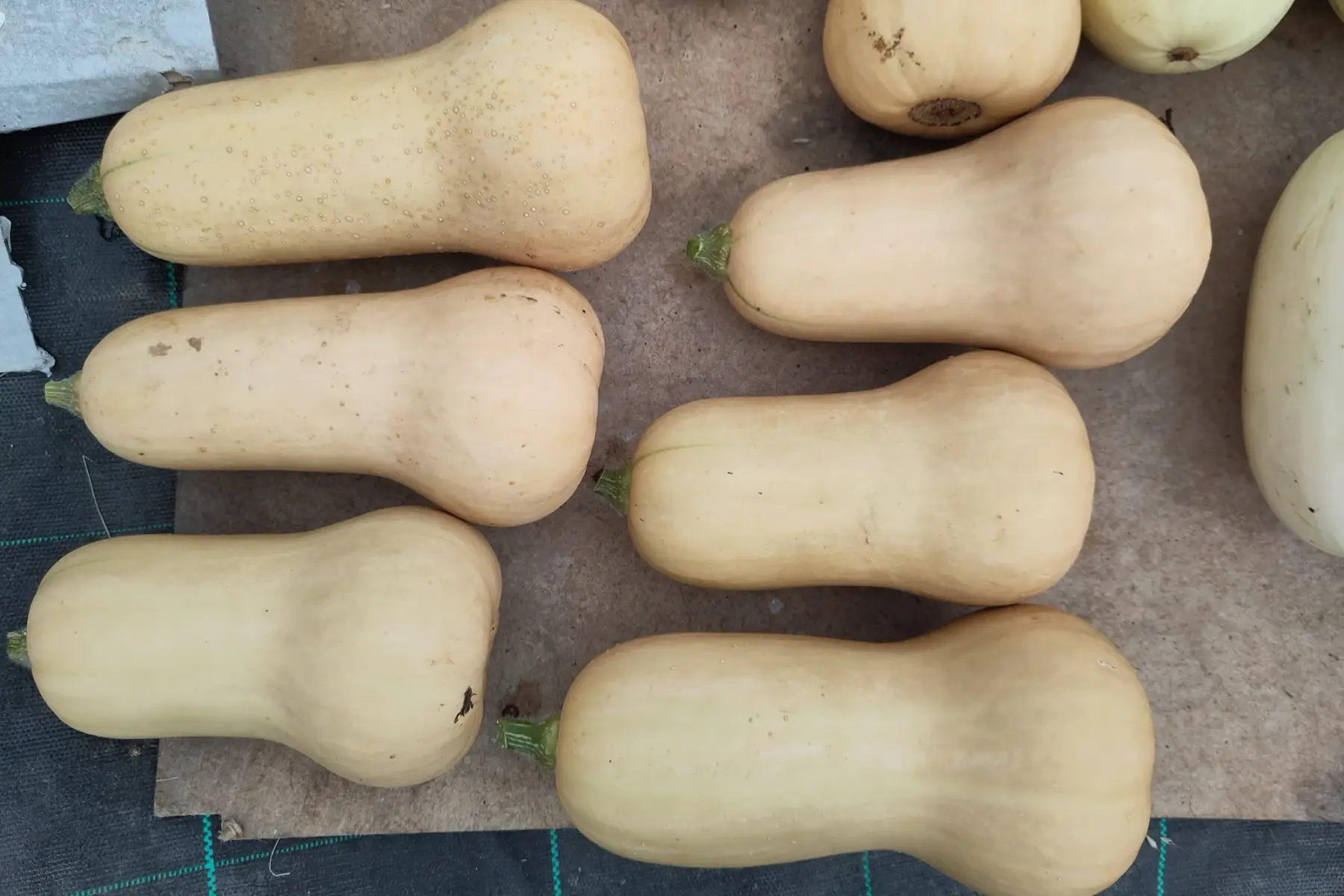 courge butternut