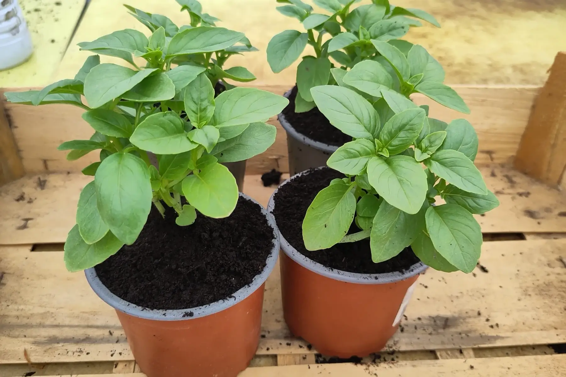 Plant de basilic marseillais