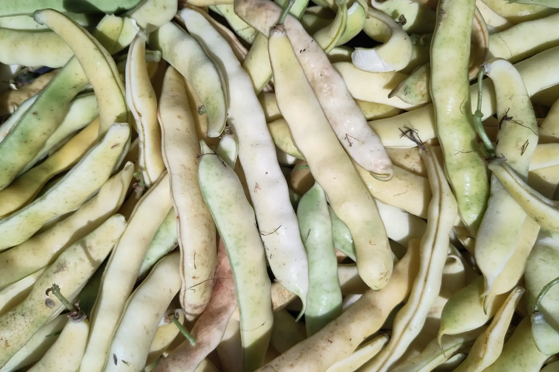 haricot à écosser (Coco blanc)