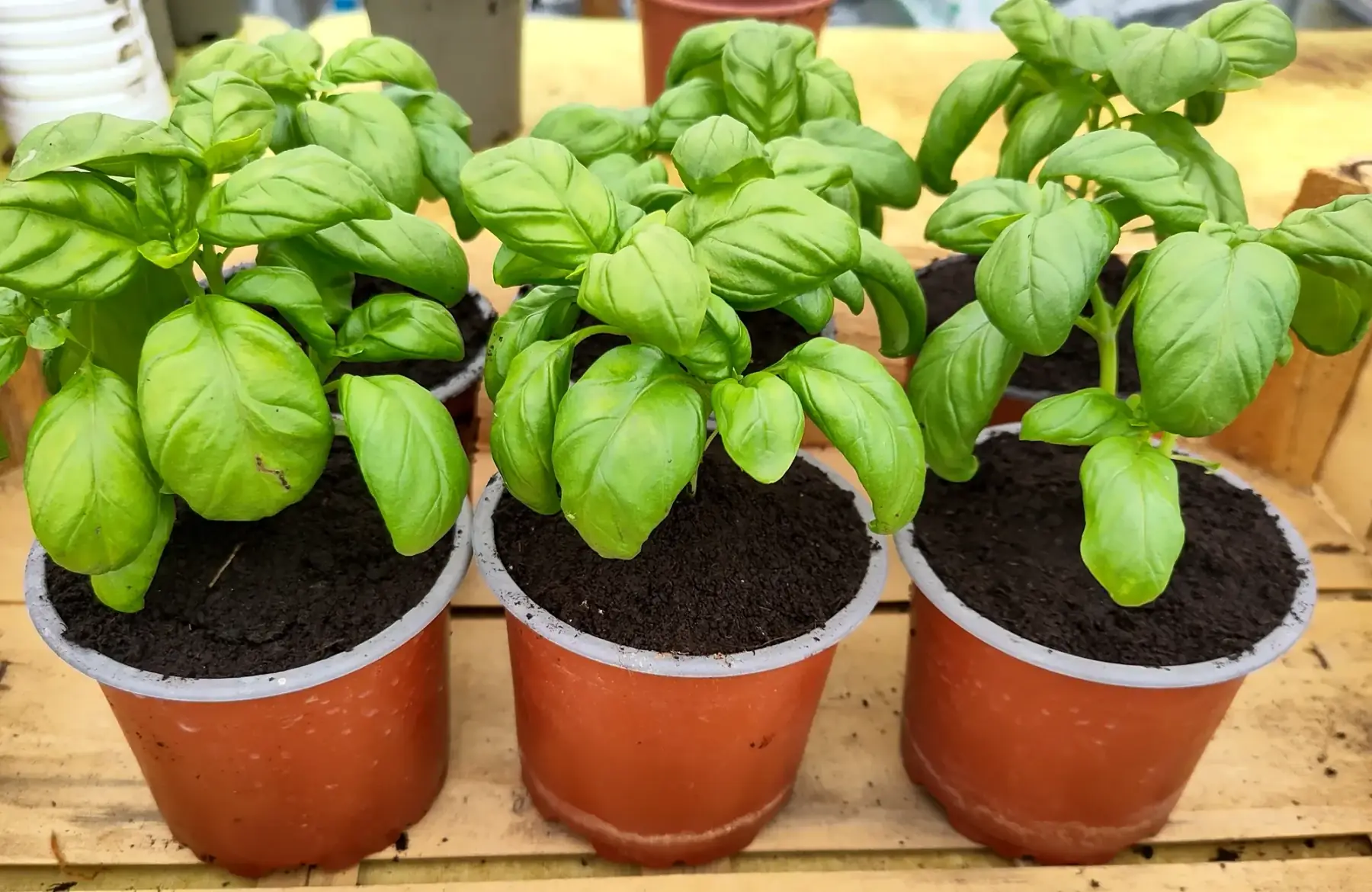 Plant de basilic Genovese