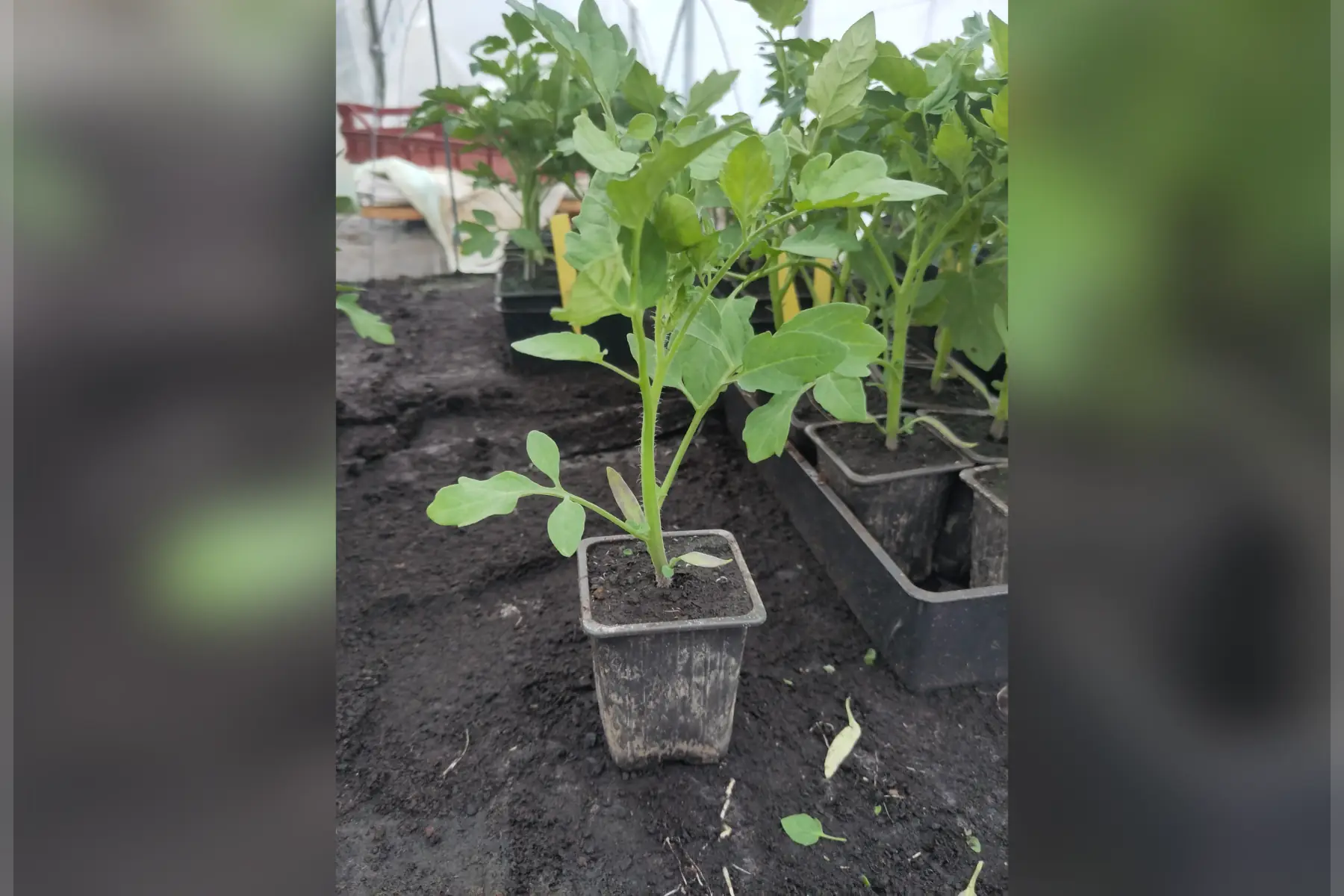 Plant de tomate cerise rouge