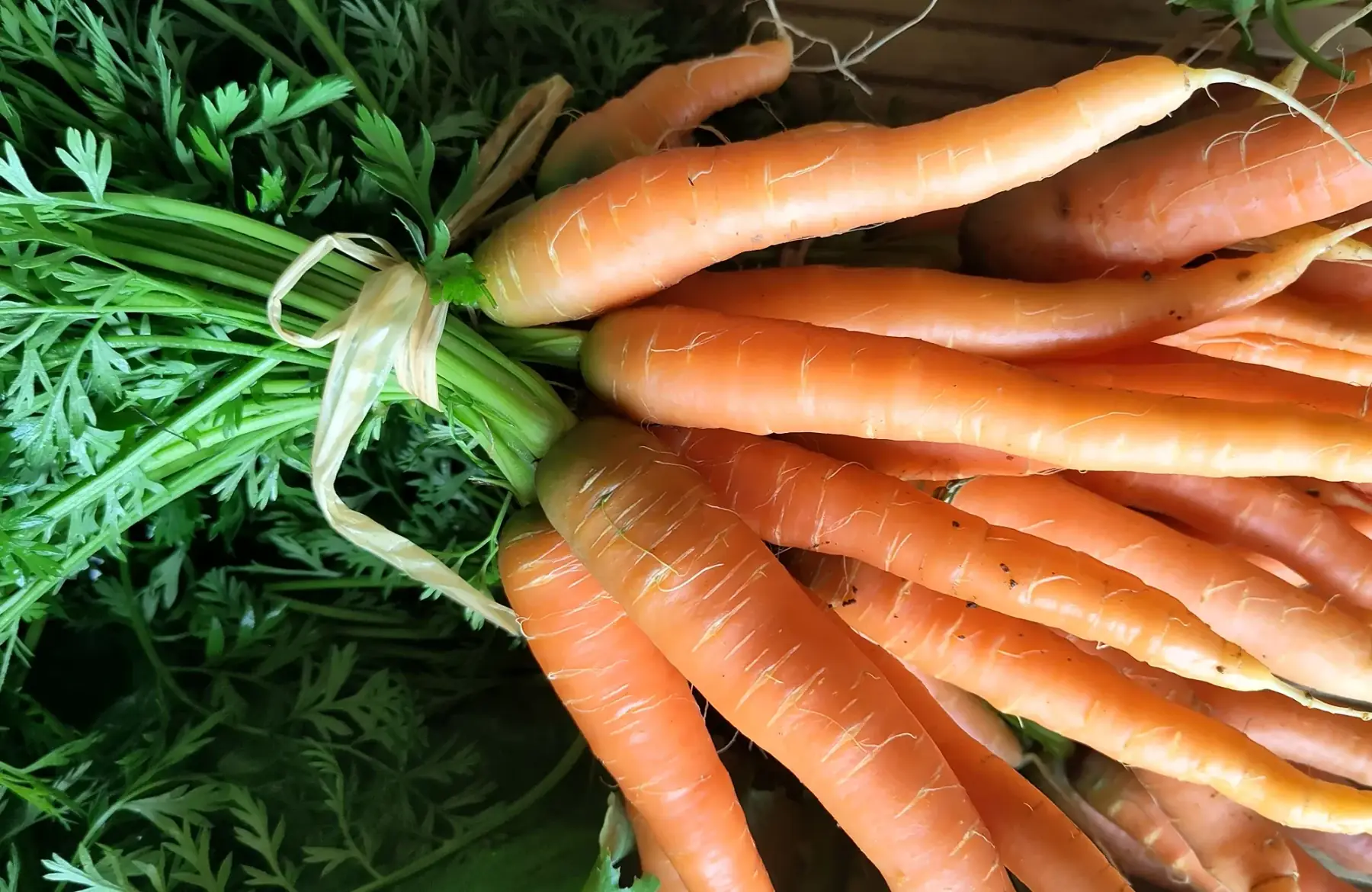 carotte botte