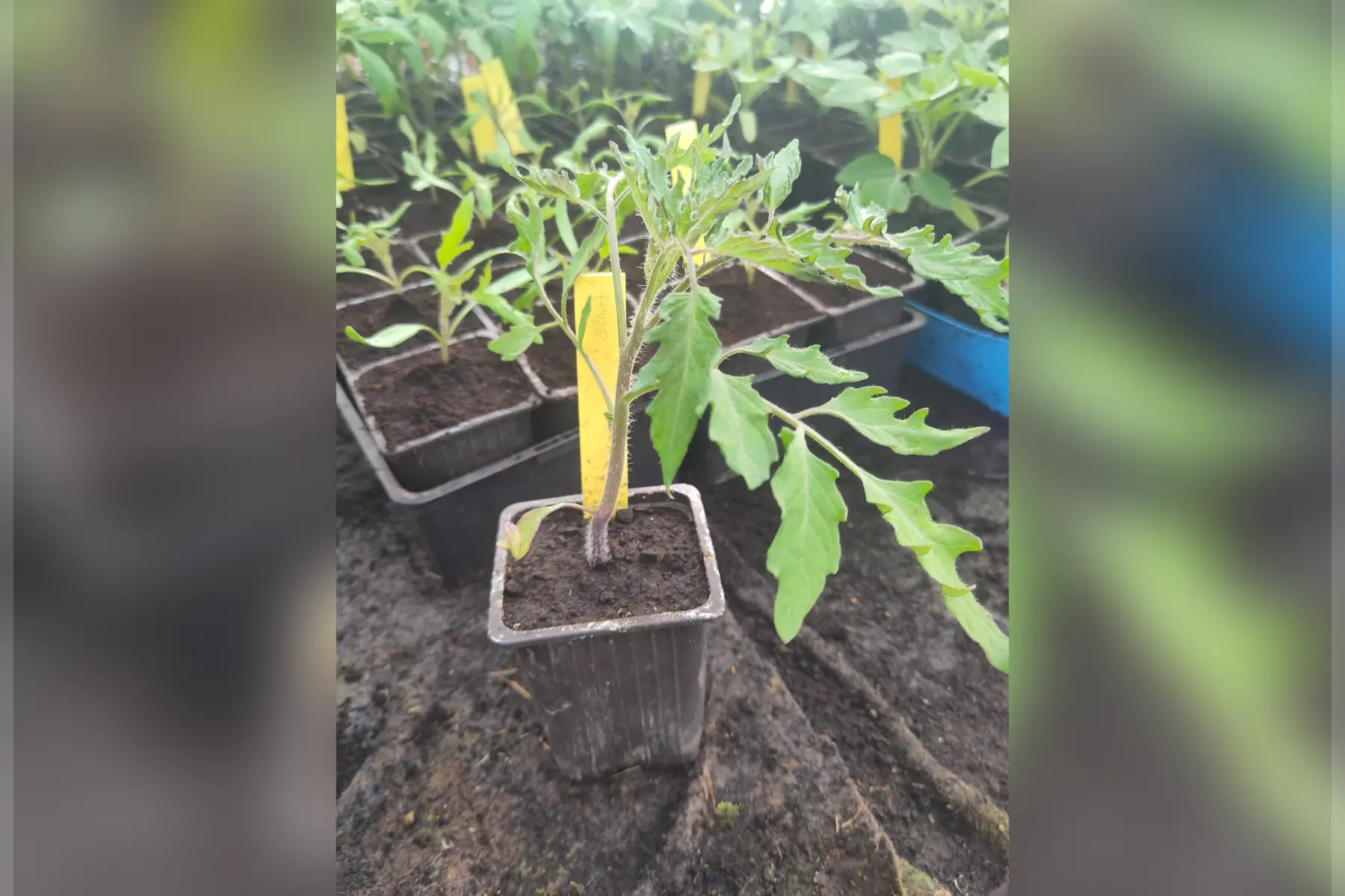 Plant de tomate Verna