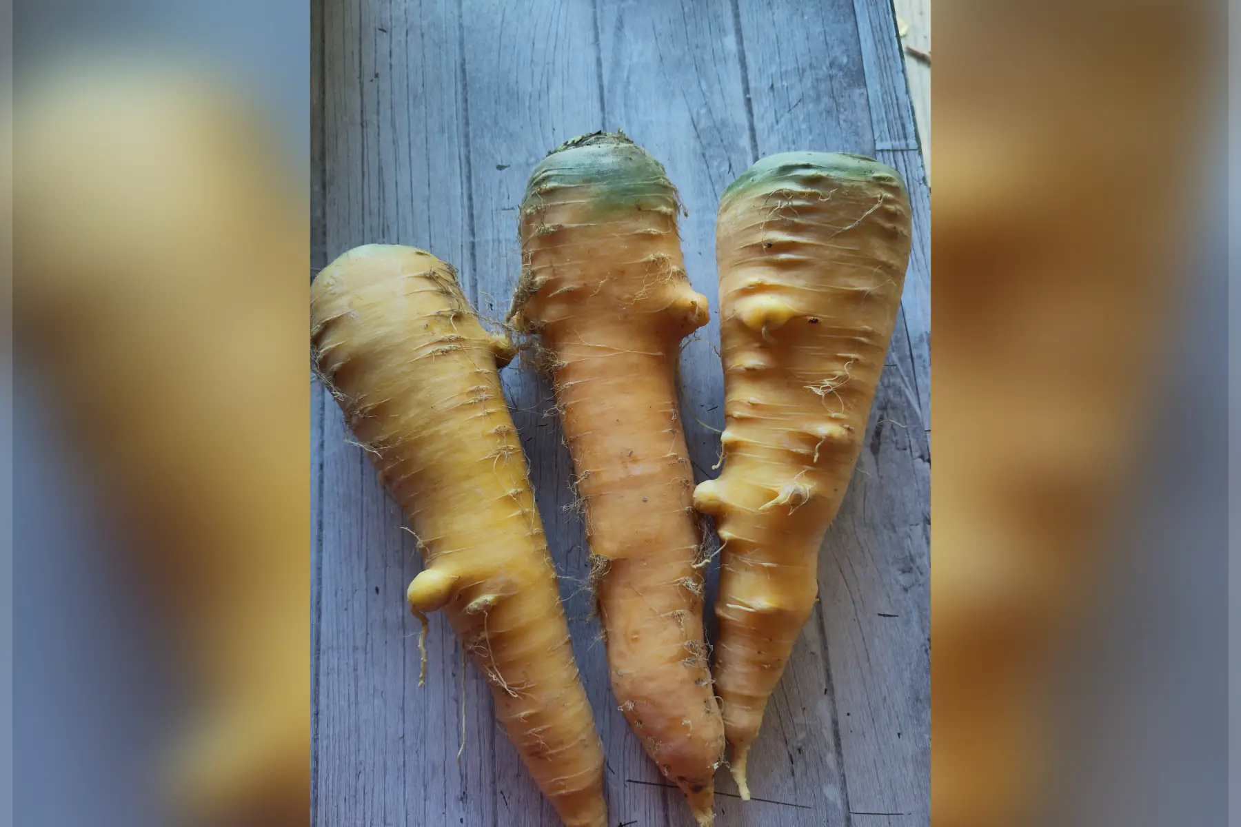 carottes jaunes (très gros calibre) - 2kg