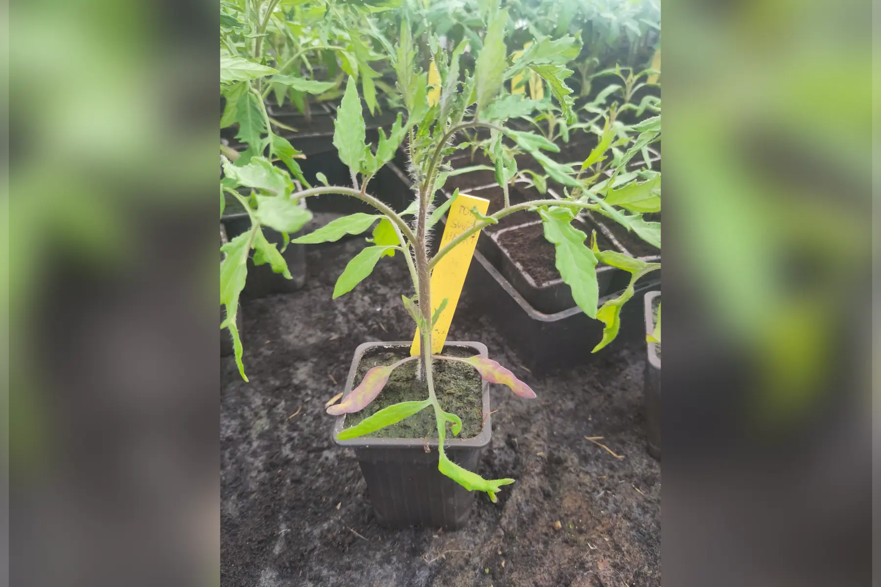 Plant de tomate cœur de bœuf Sweetheart