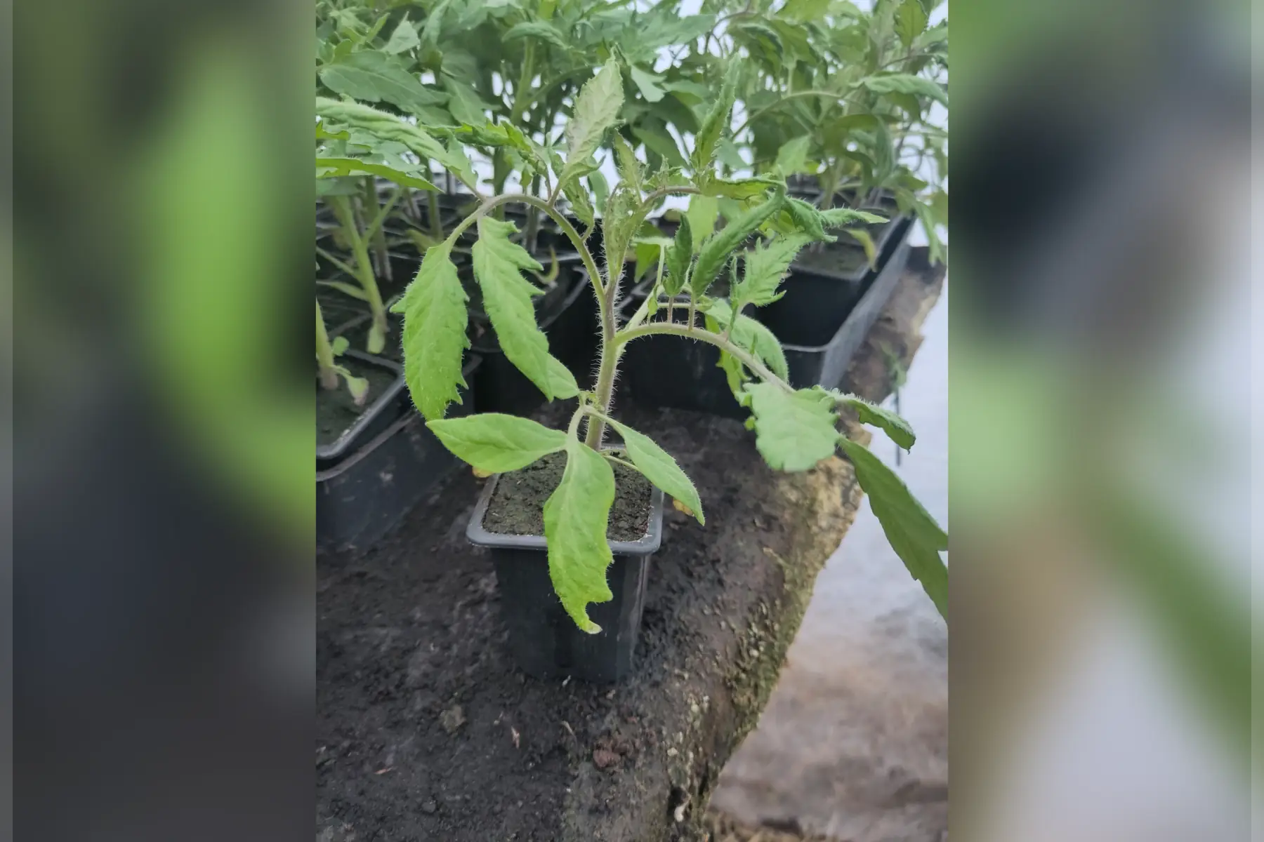 Plant de tomate Andine cornue
