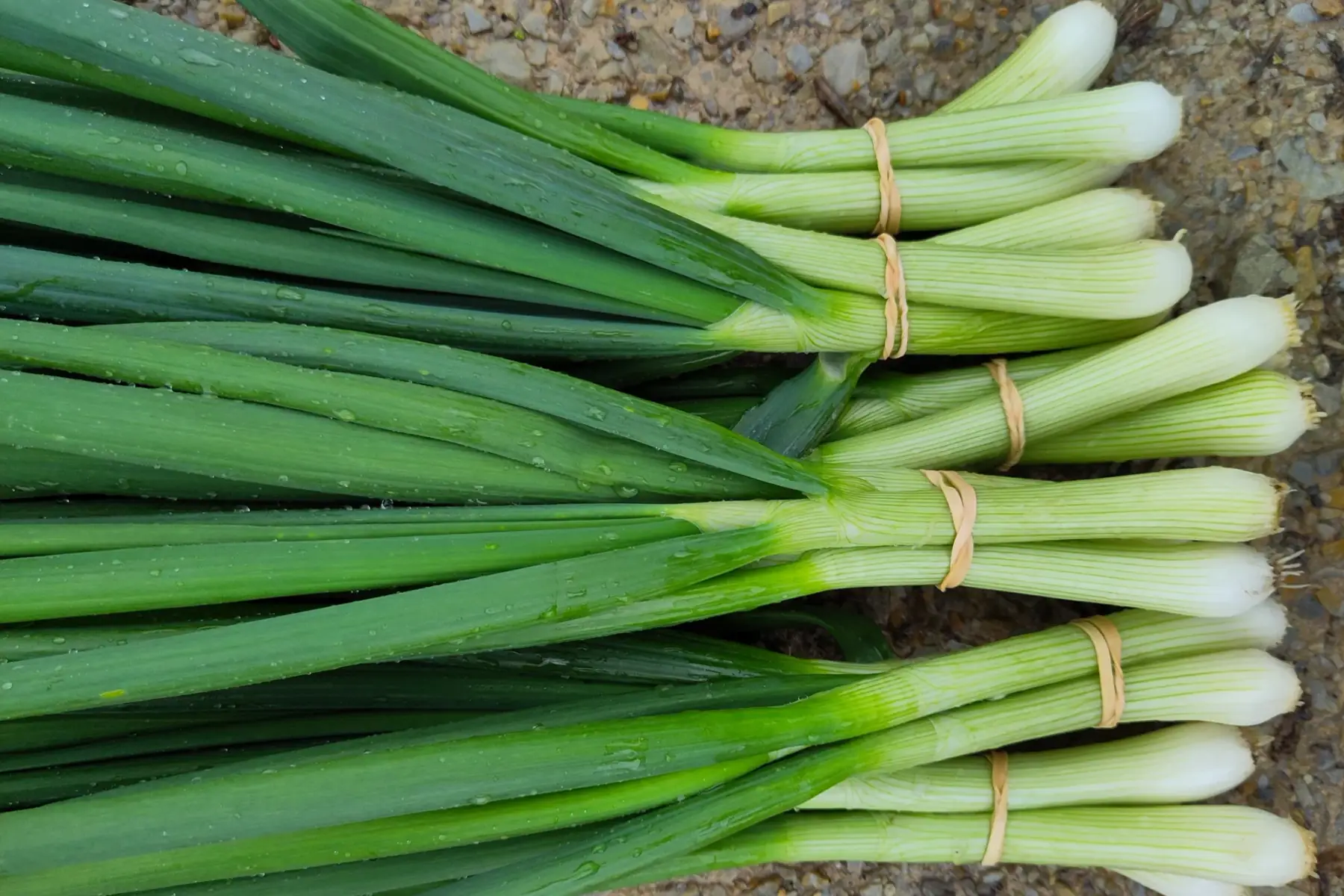 oignons nouveaux (vrac)