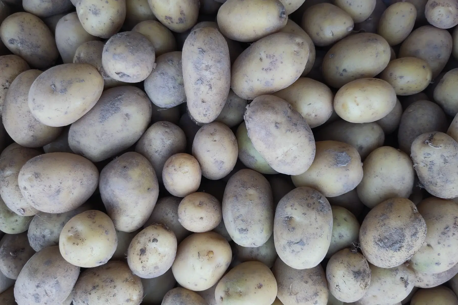 pomme de terre type grenaille