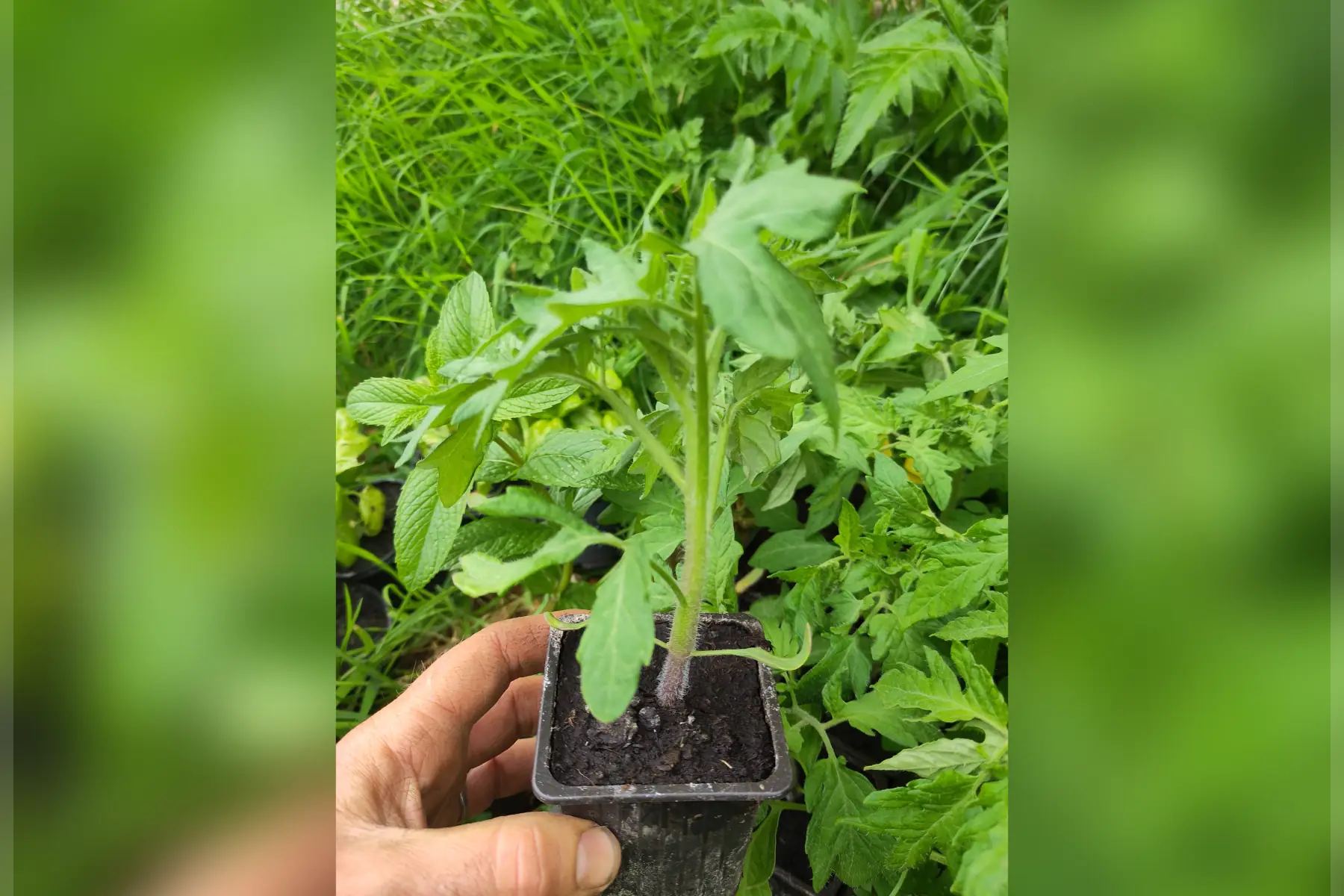 Plant de tomate ananas