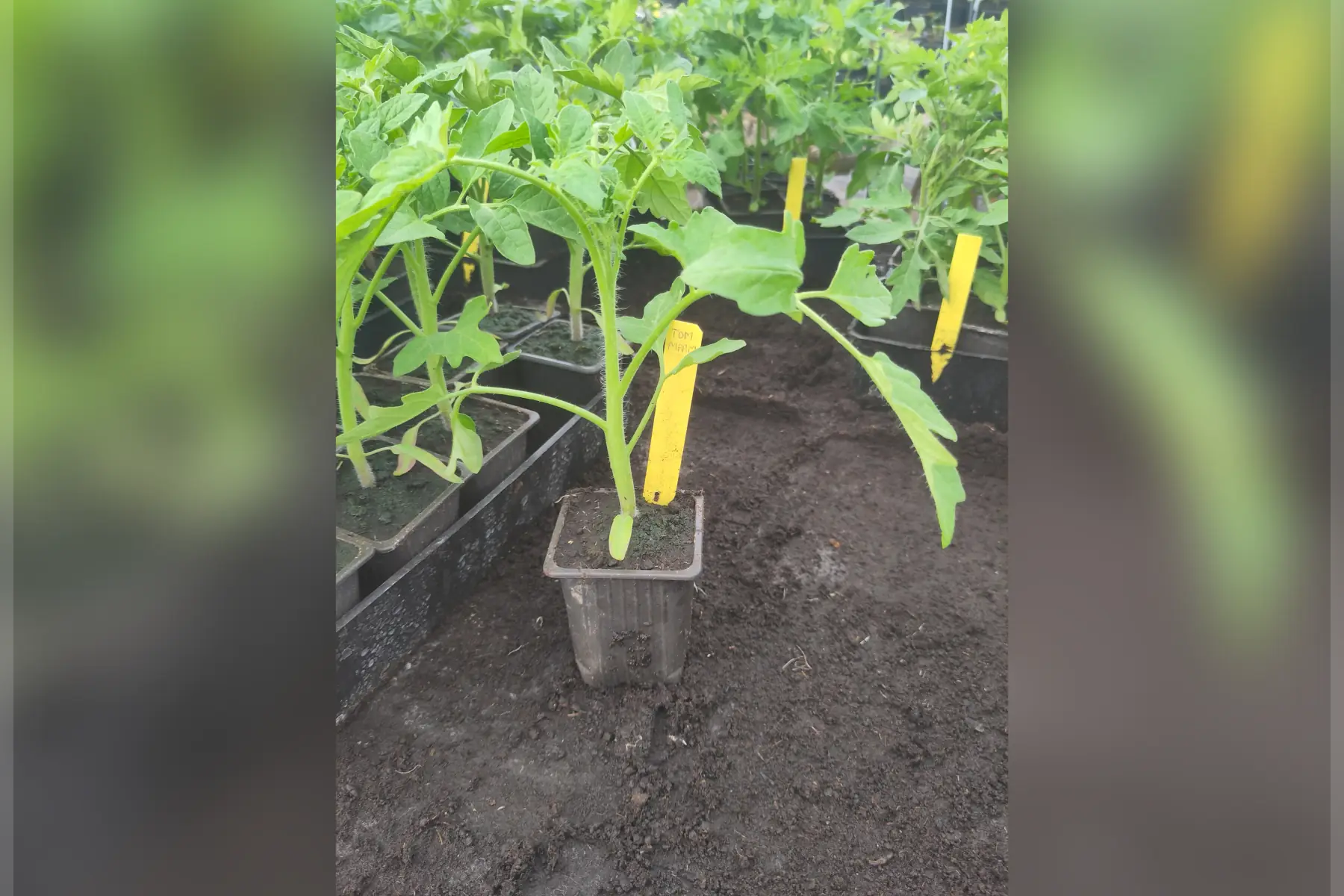 Plant de tomate Marmande