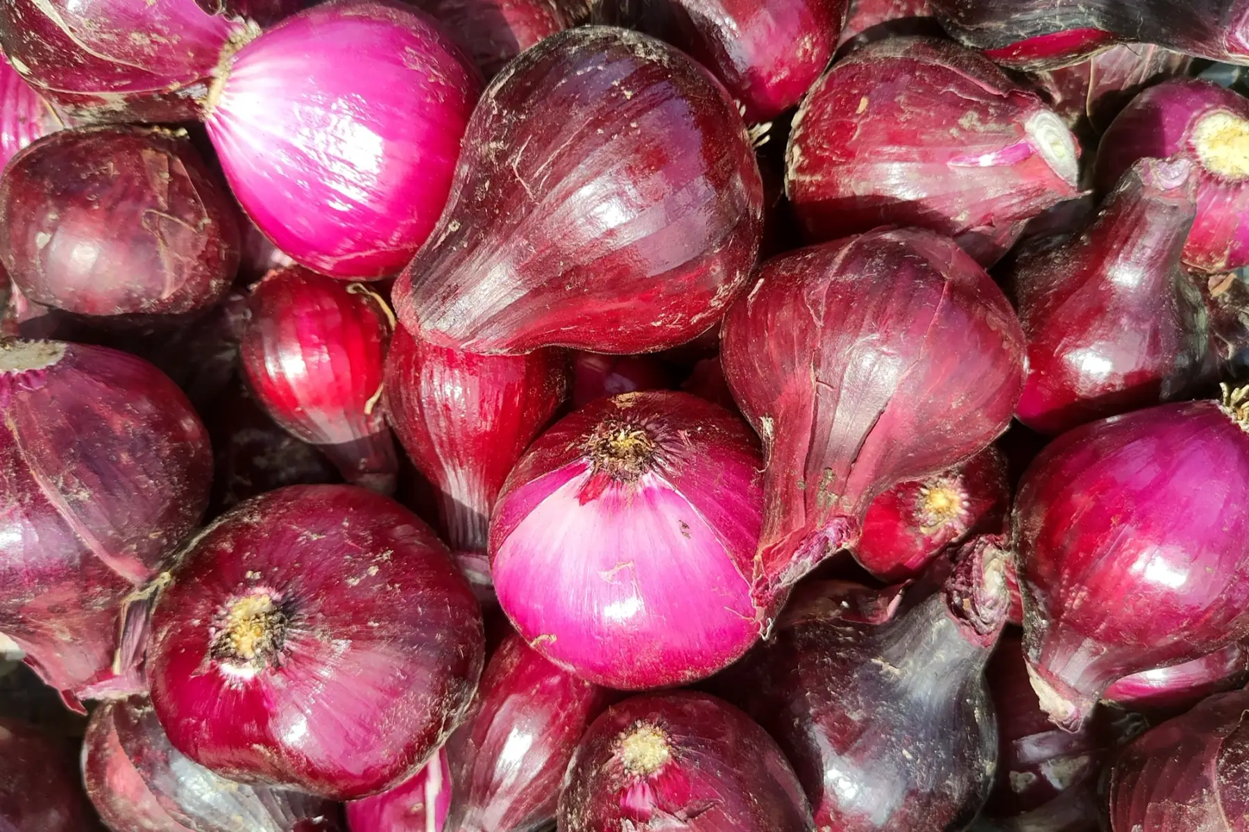 oignon rouge