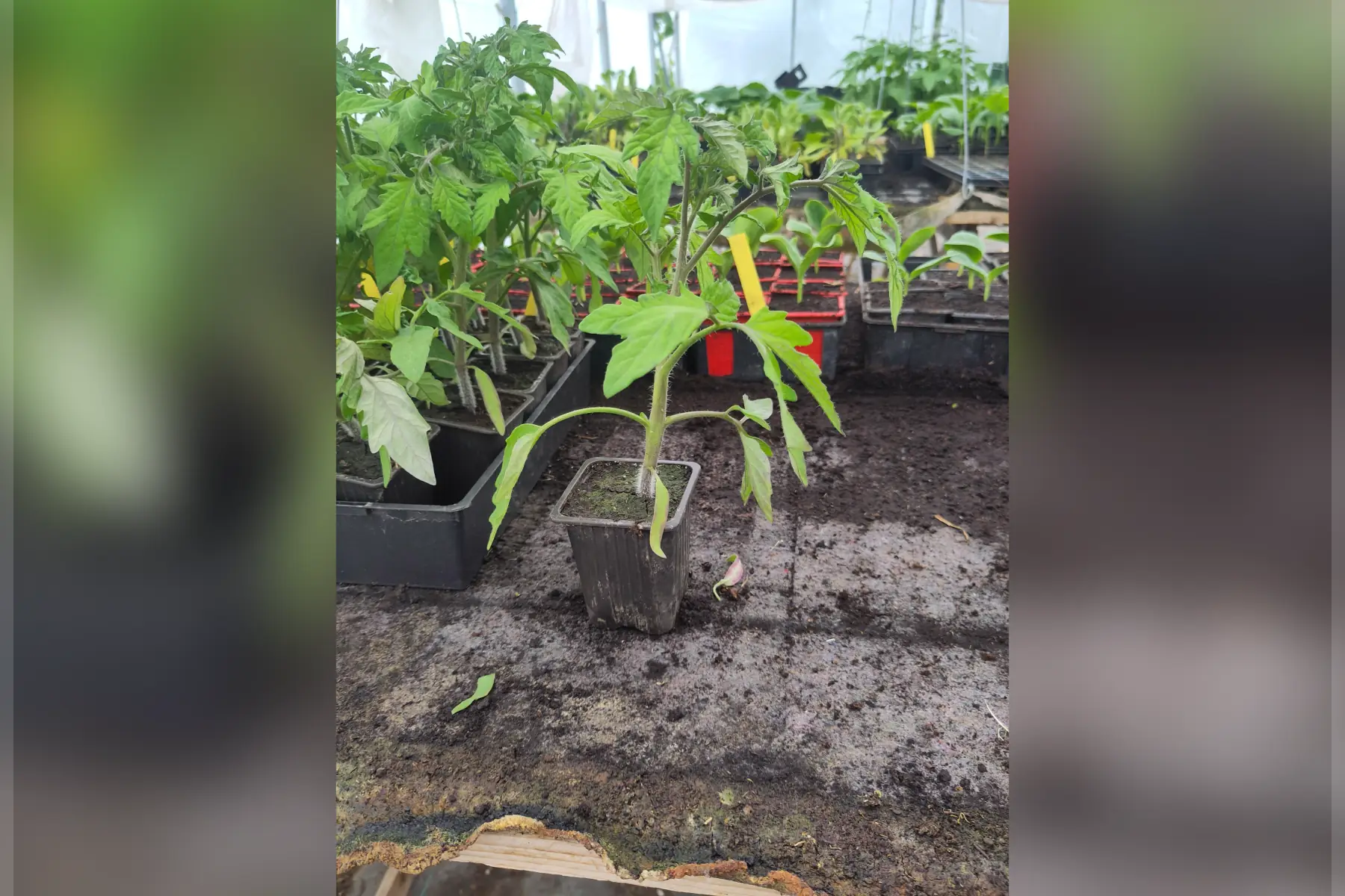 Plant de tomate noire de Crimée