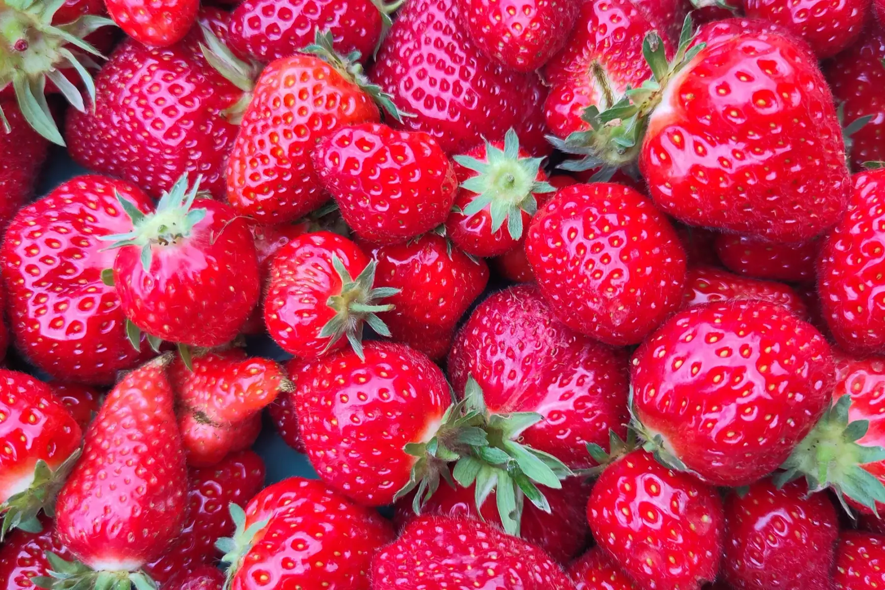 fraises
