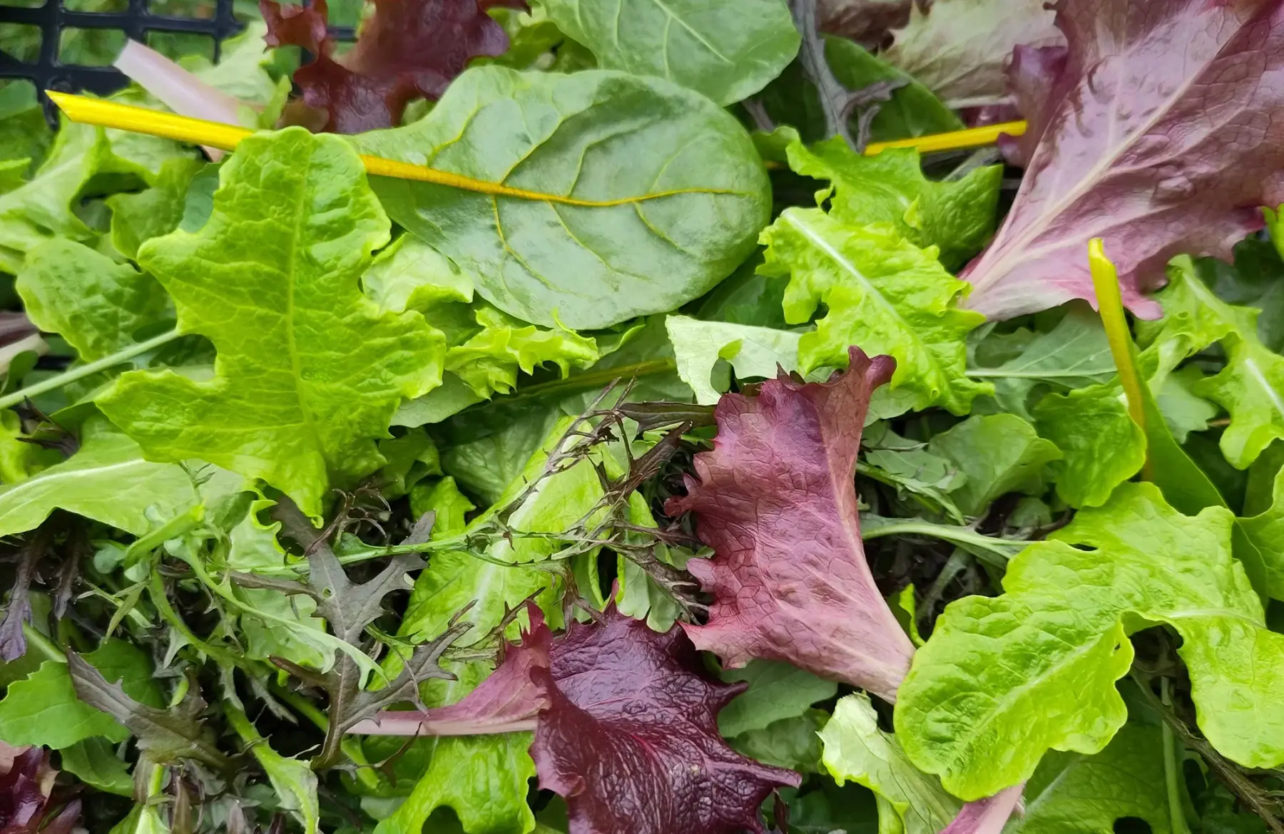 mesclun
