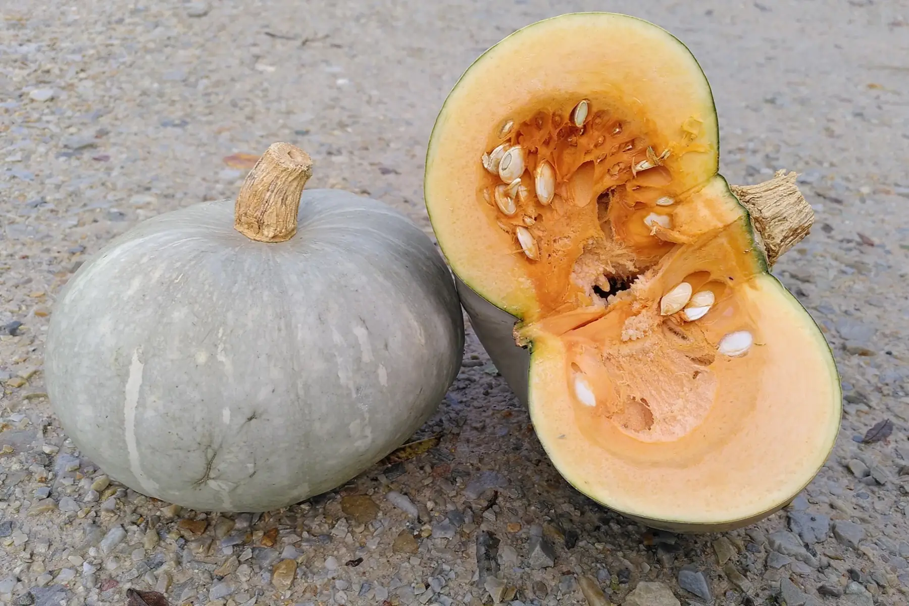 potiron bleu de hongrie