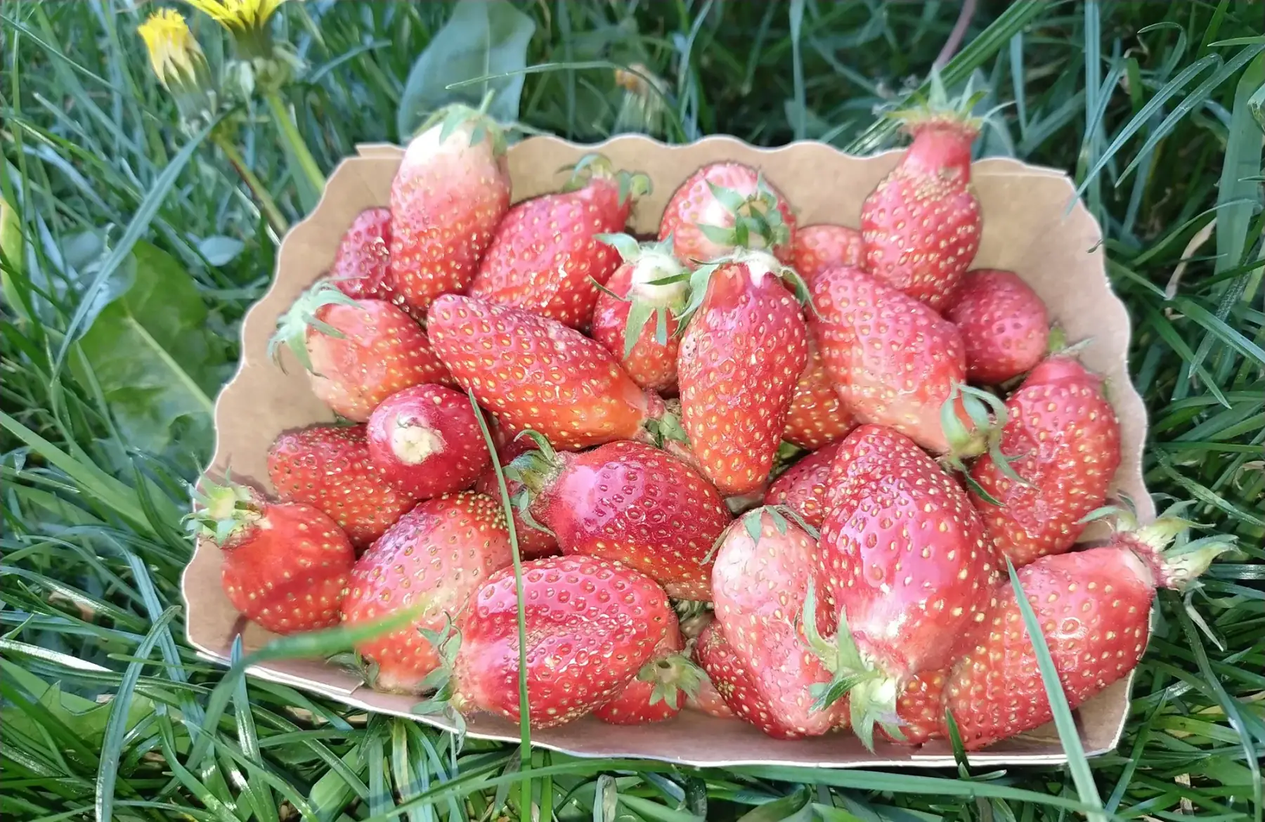 Barquette de fraises