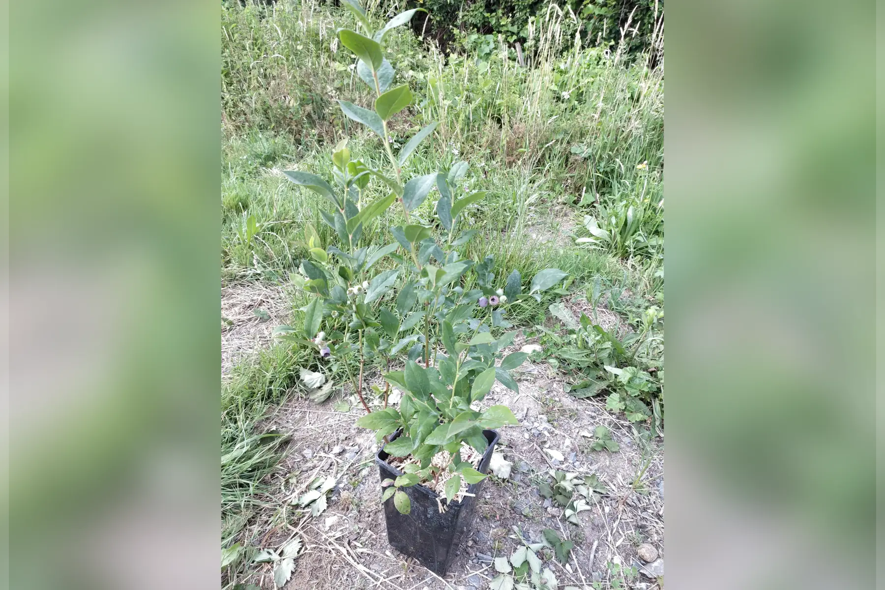 Plant de myrtillier