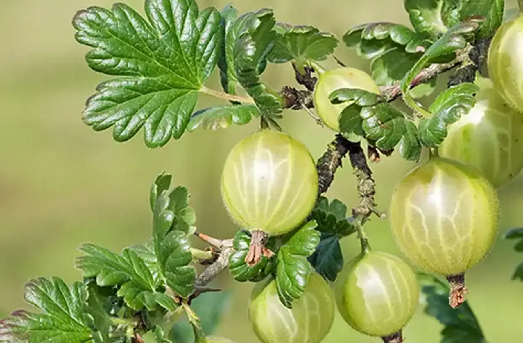 Aux fruitiers généreux