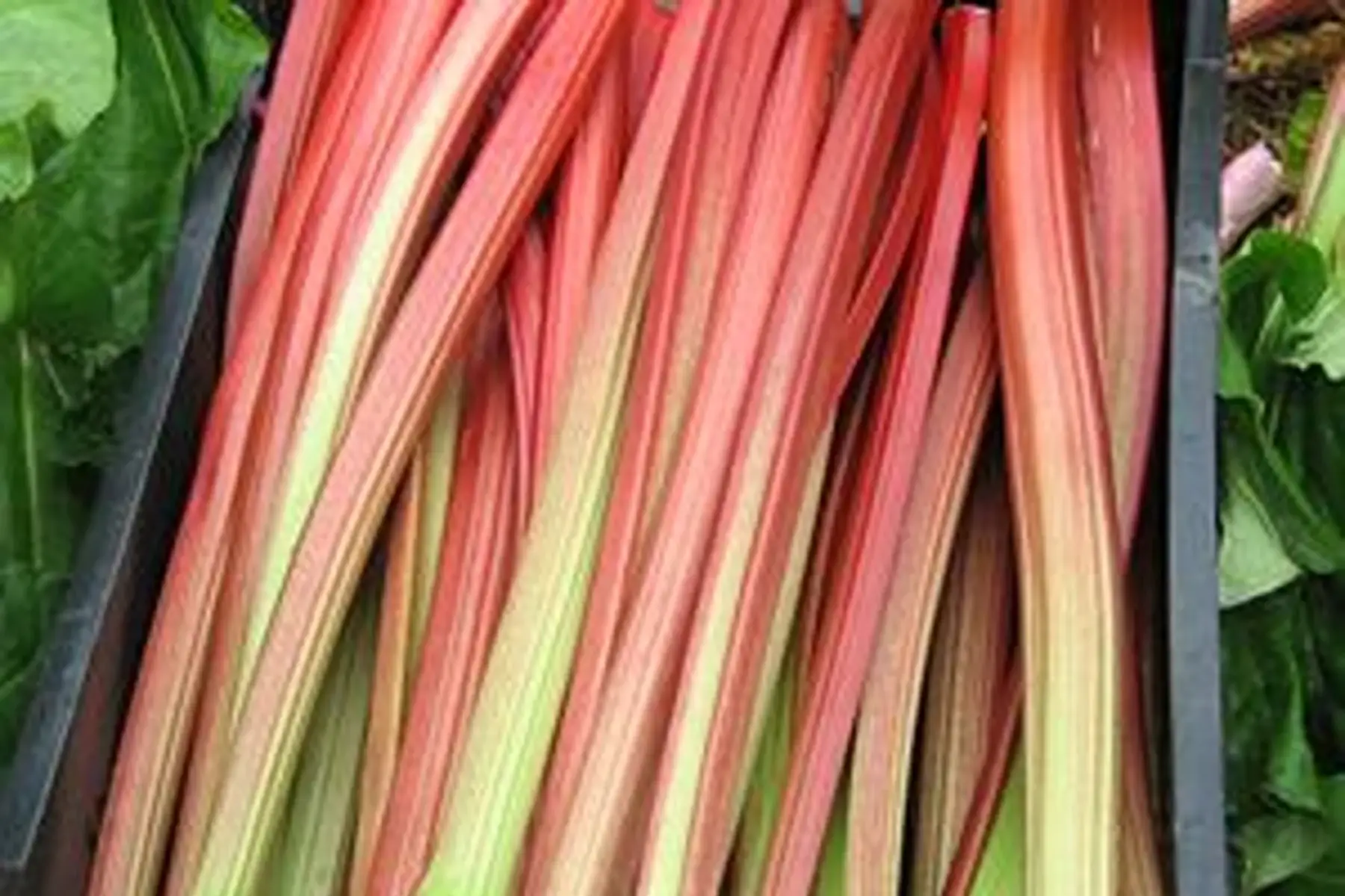 Rhubarbe 1 kg