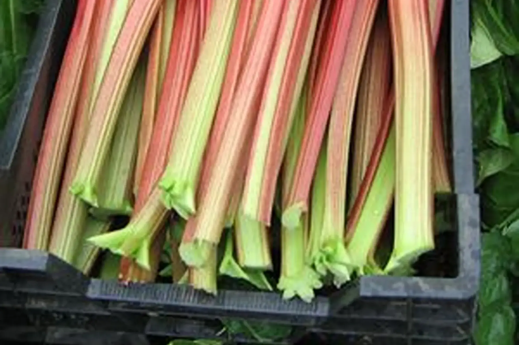 Rhubarbe 500g