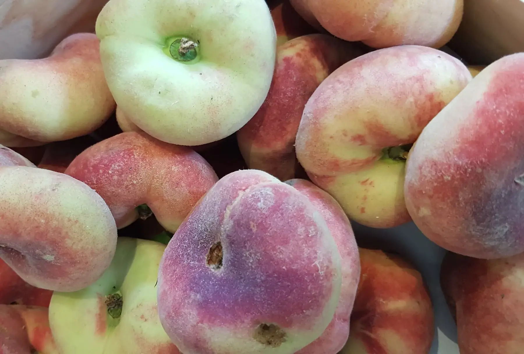 pêche blanche plate