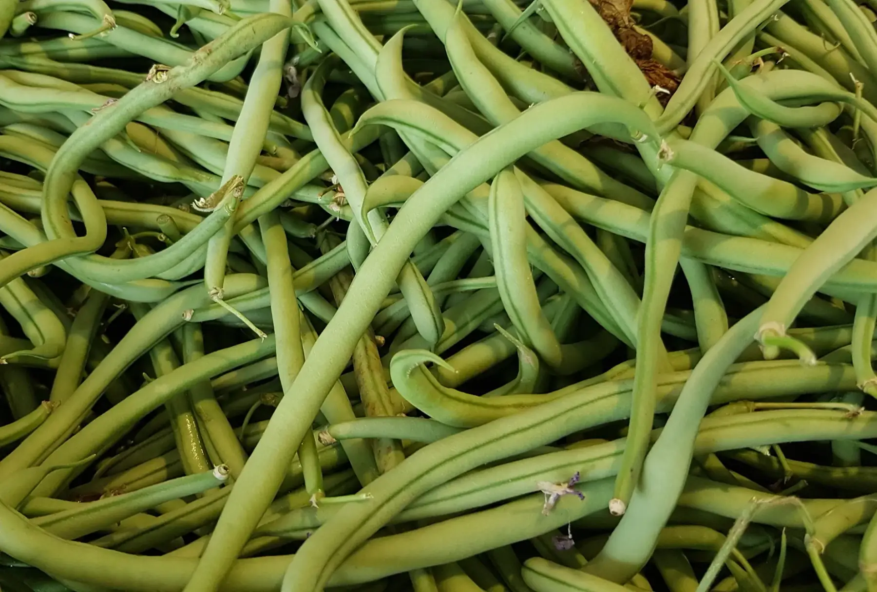 haricot vert